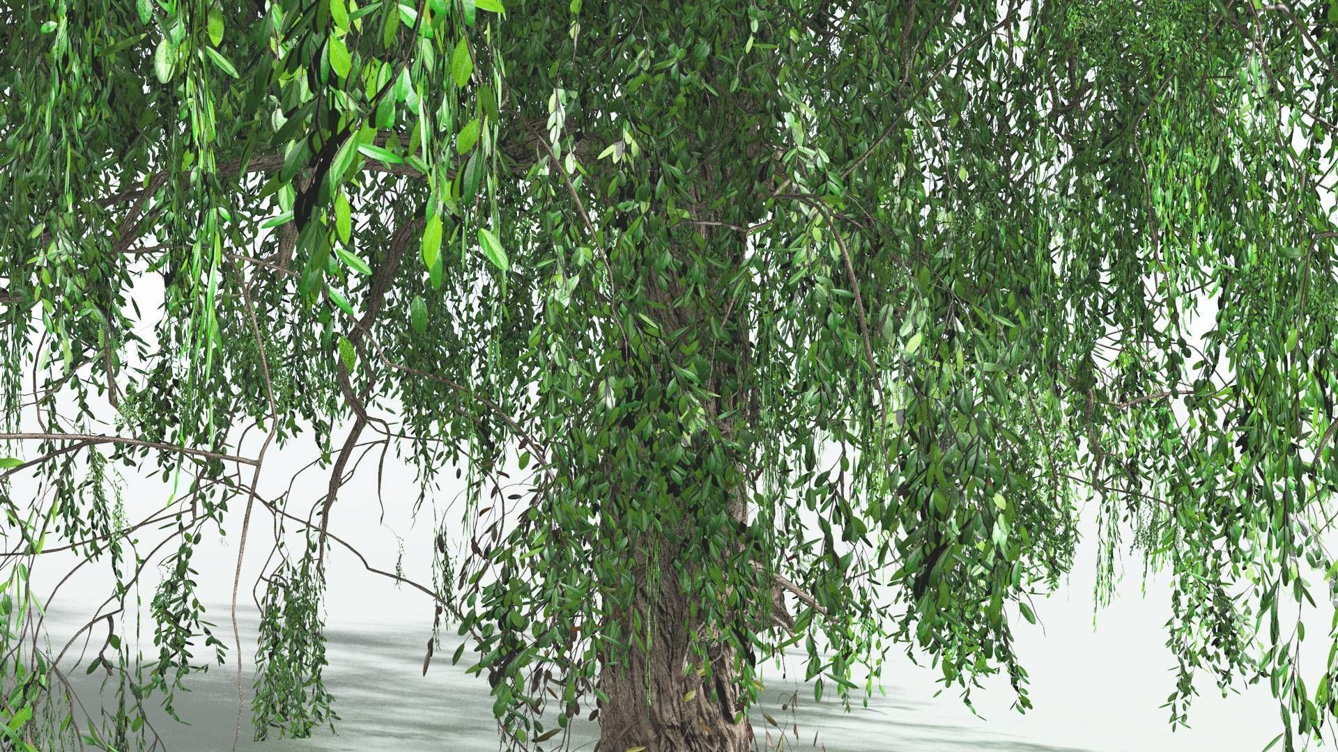 EVERYPlant Weeping Willow 4 --15 Models-- 3D model_22