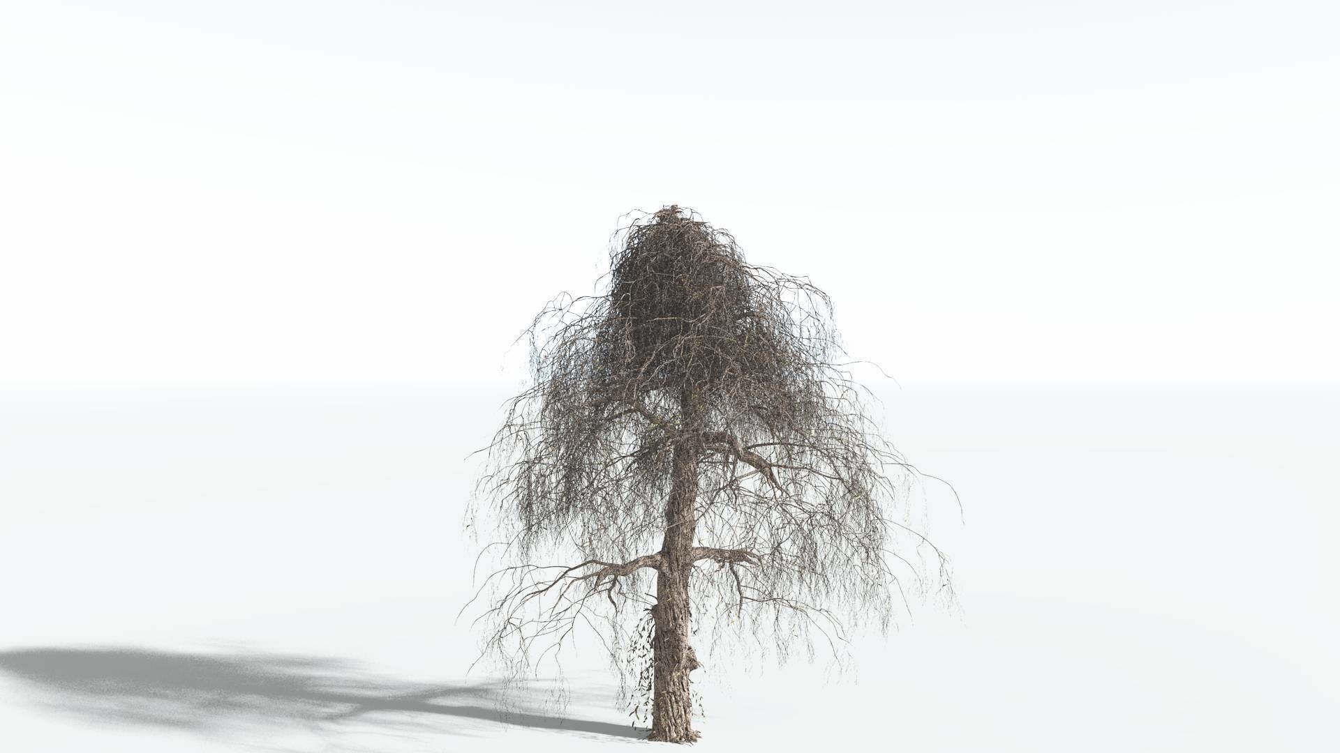 EVERYPlant Weeping Willow 4 --15 Models-- 3D model_9