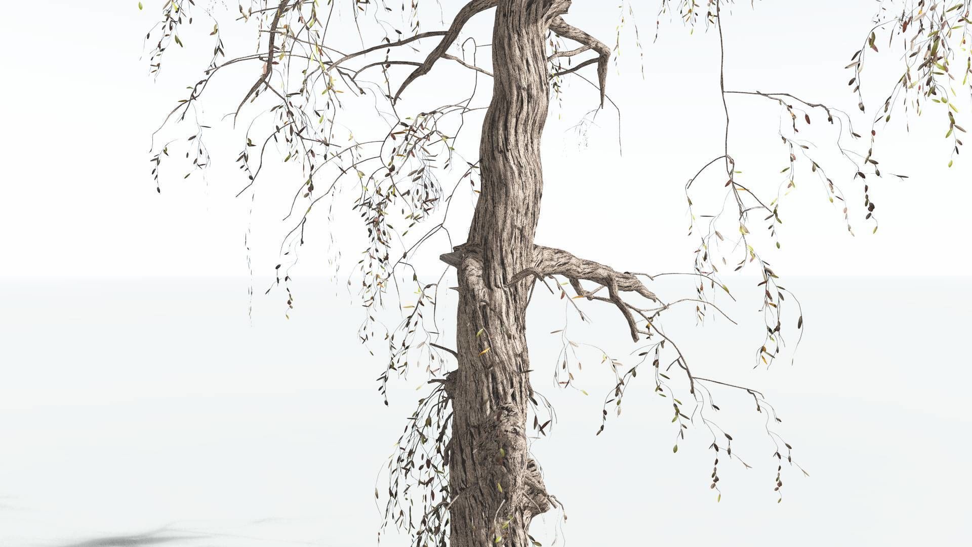 EVERYPlant Weeping Willow 4 --15 Models-- 3D model_18