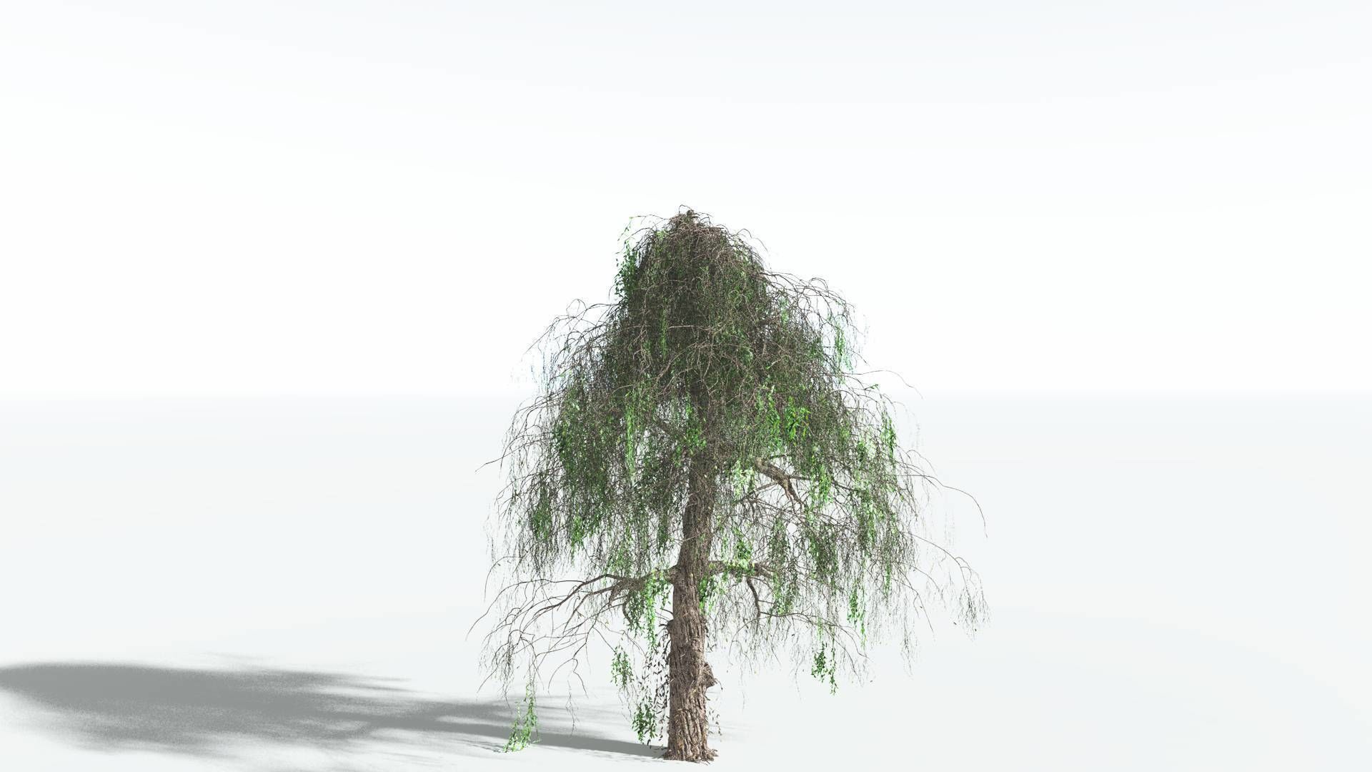EVERYPlant Weeping Willow 4 --15 Models-- 3D model_5