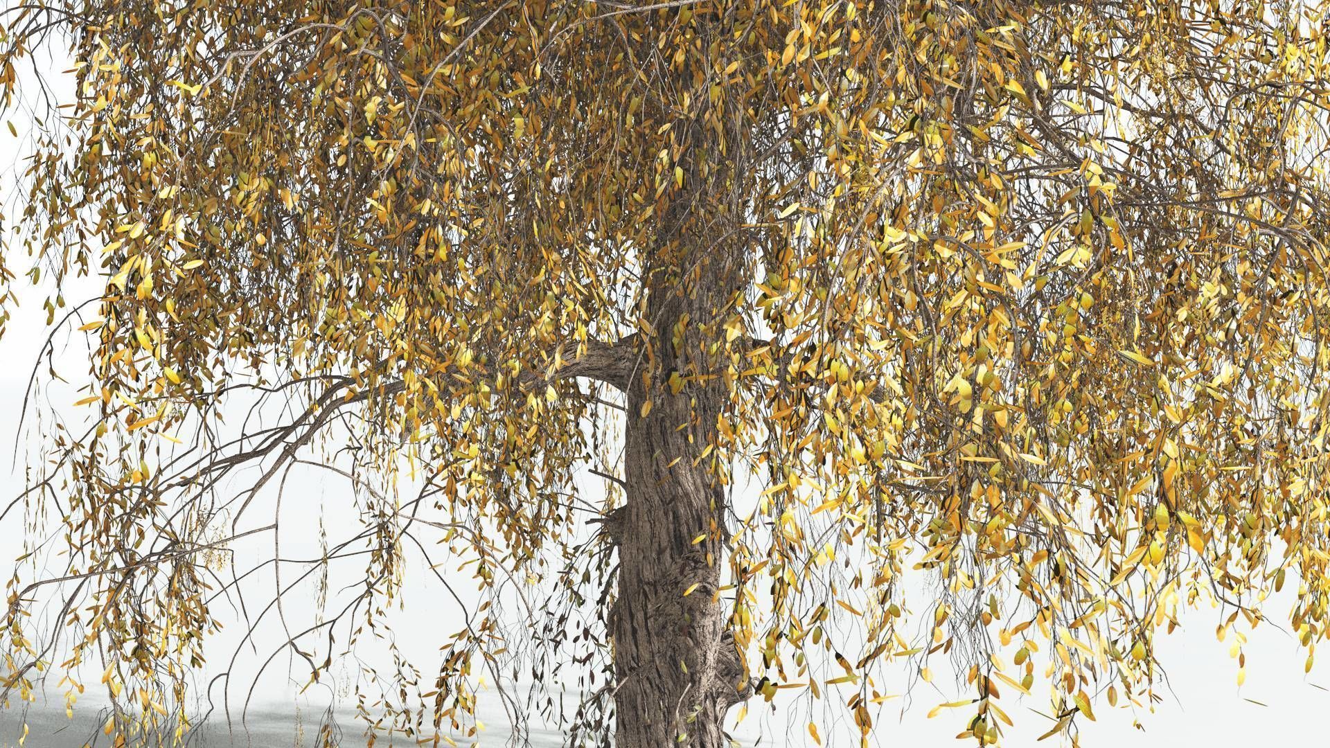 EVERYPlant Weeping Willow 4 --15 Models-- 3D model_8