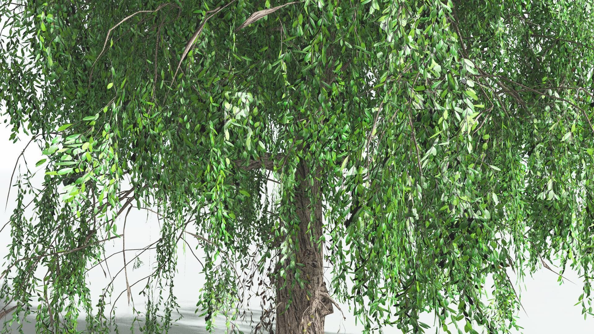 EVERYPlant Weeping Willow 4 --15 Models-- 3D model_30