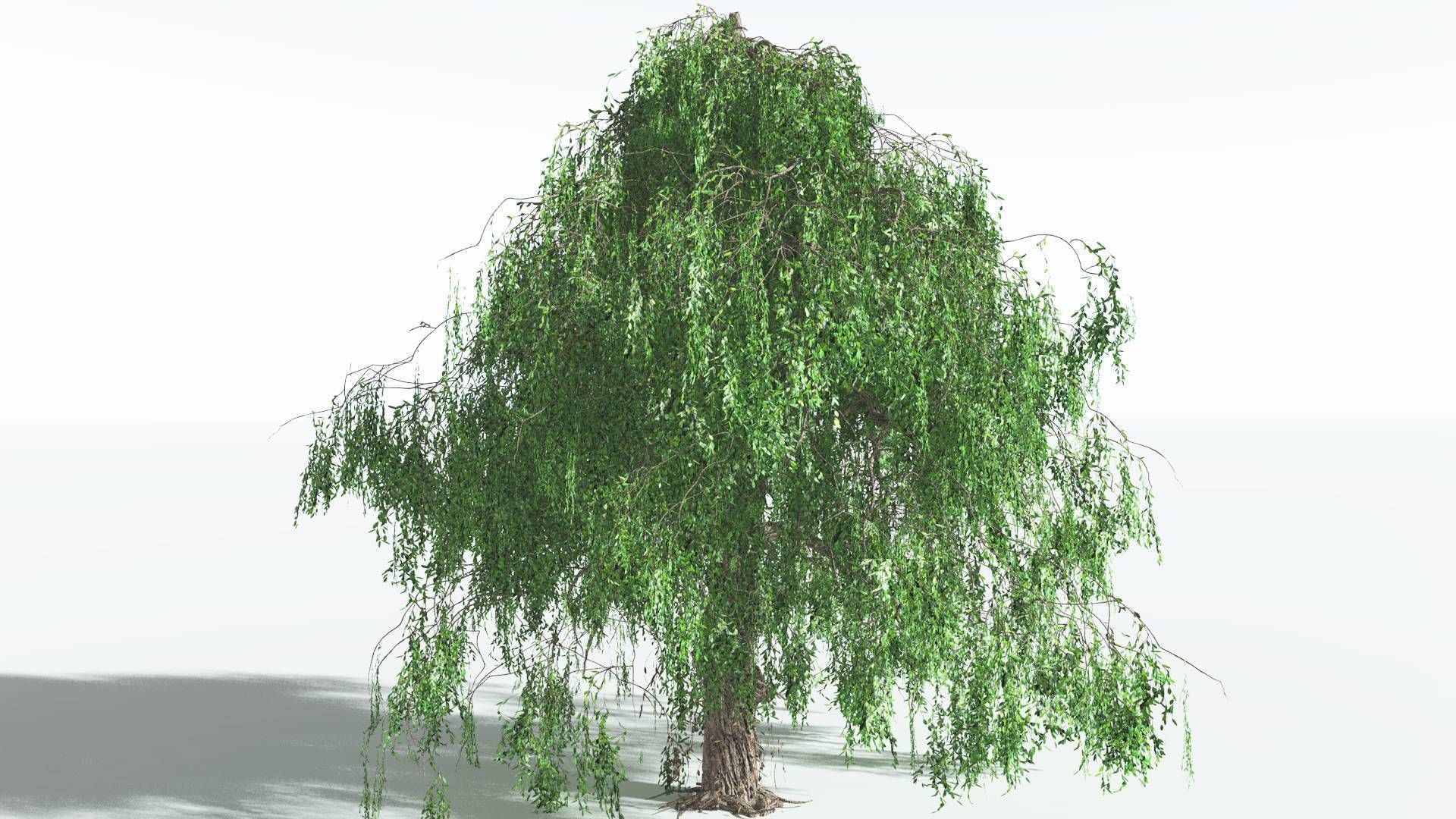 EVERYPlant Weeping Willow 4 --15 Models-- 3D model_21