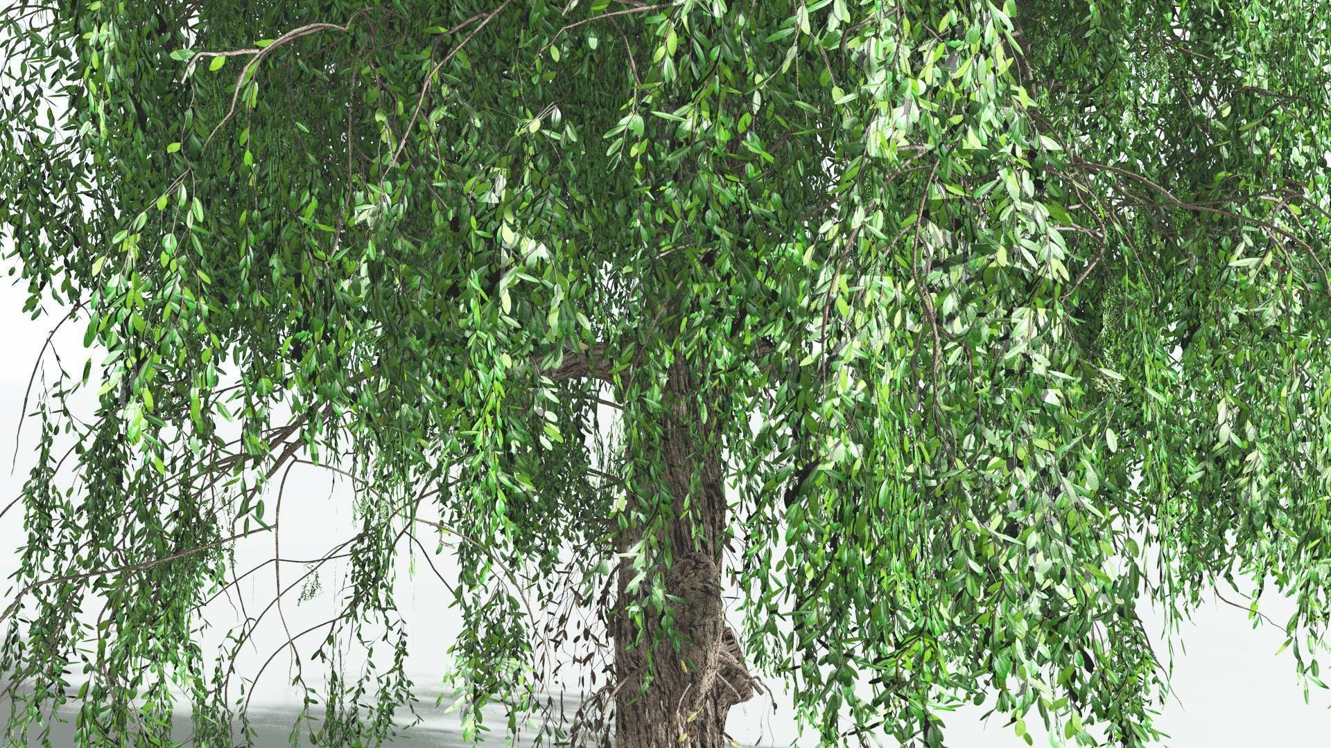 EVERYPlant Weeping Willow 4 --15 Models-- 3D model_32