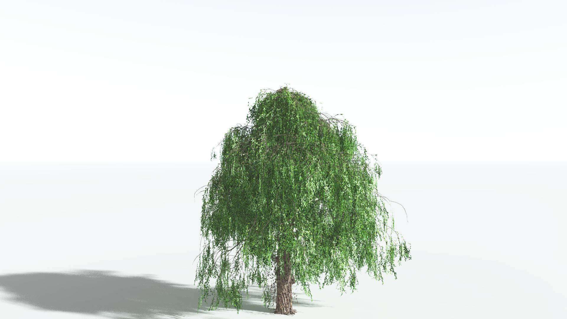 EVERYPlant Weeping Willow 4 --15 Models-- 3D model_11