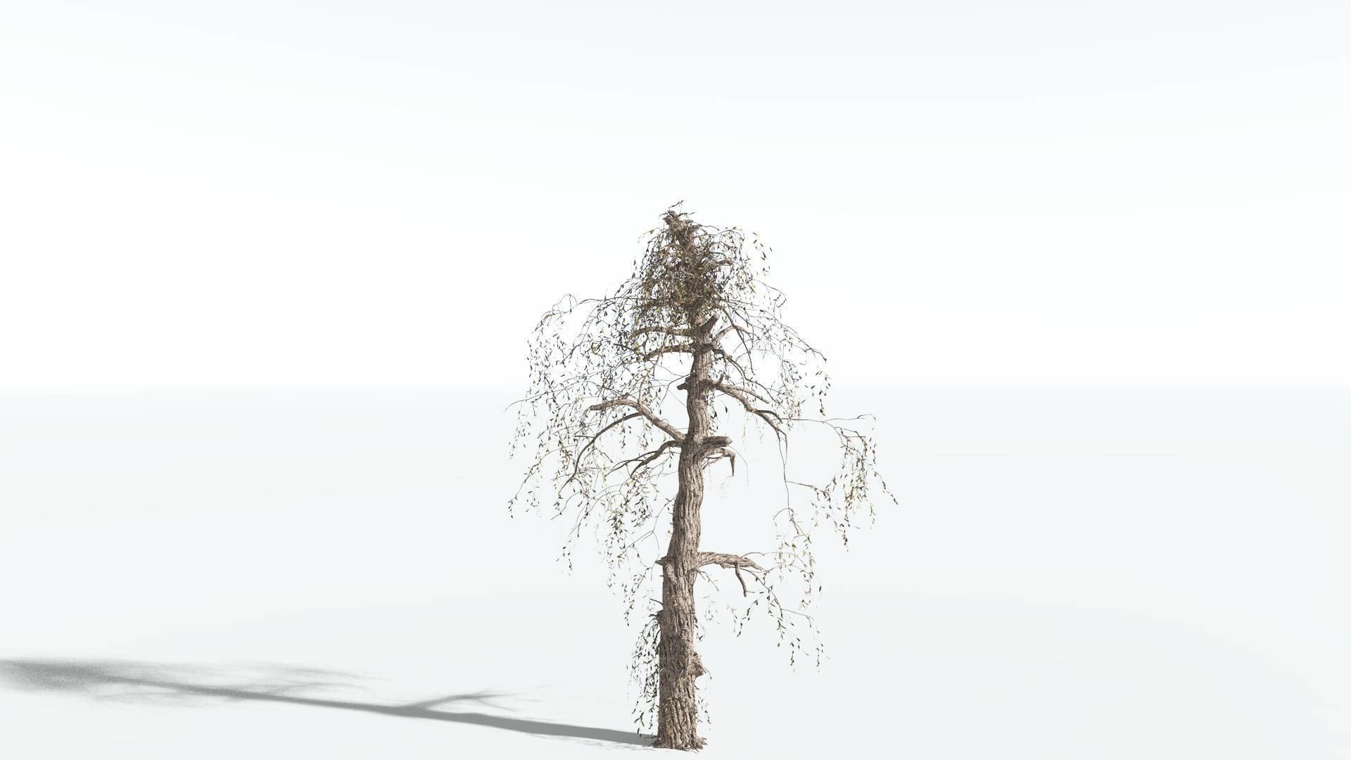 EVERYPlant Weeping Willow 4 --15 Models-- 3D model_17