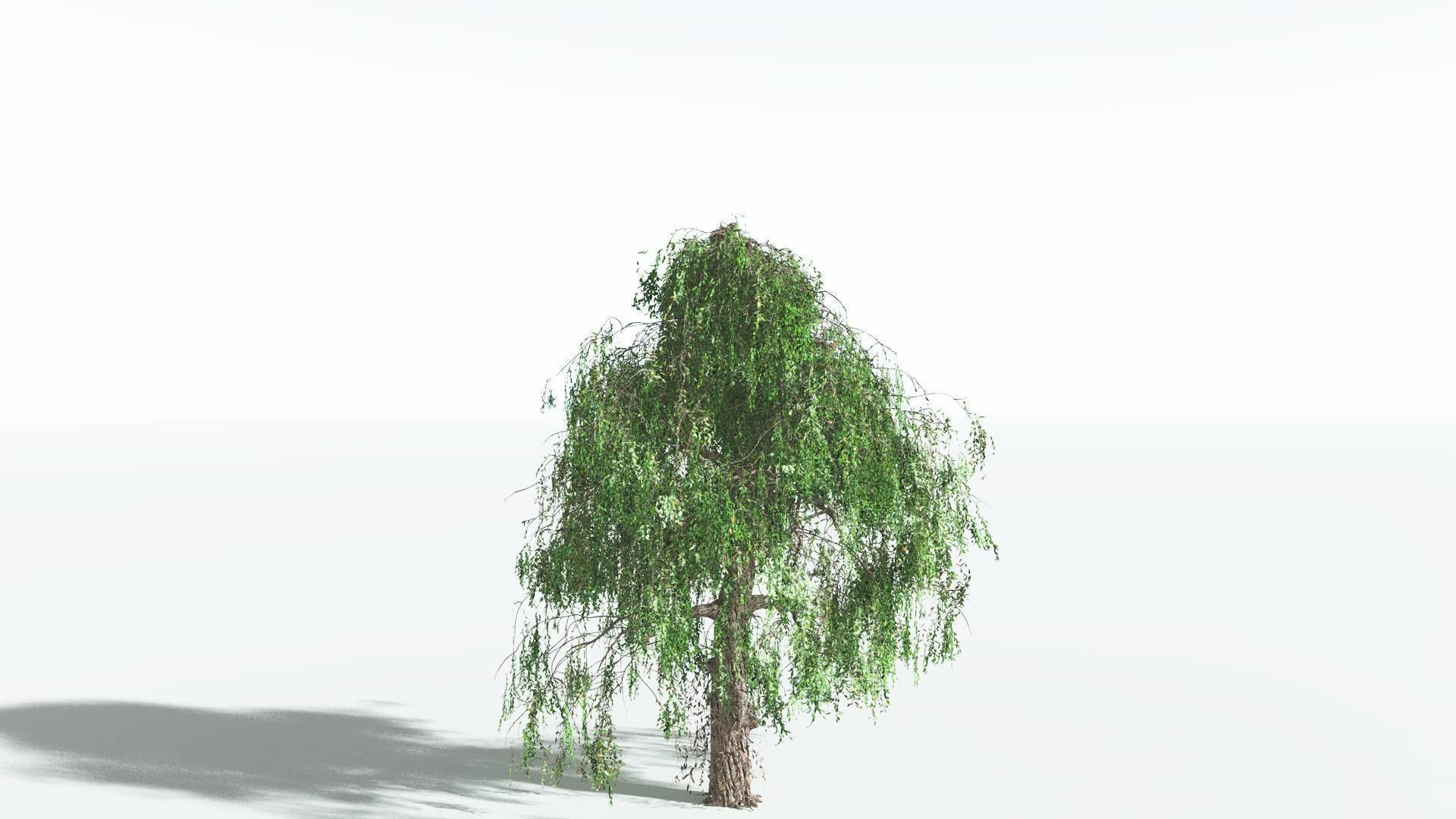 EVERYPlant Weeping Willow 4 --15 Models-- 3D model_13