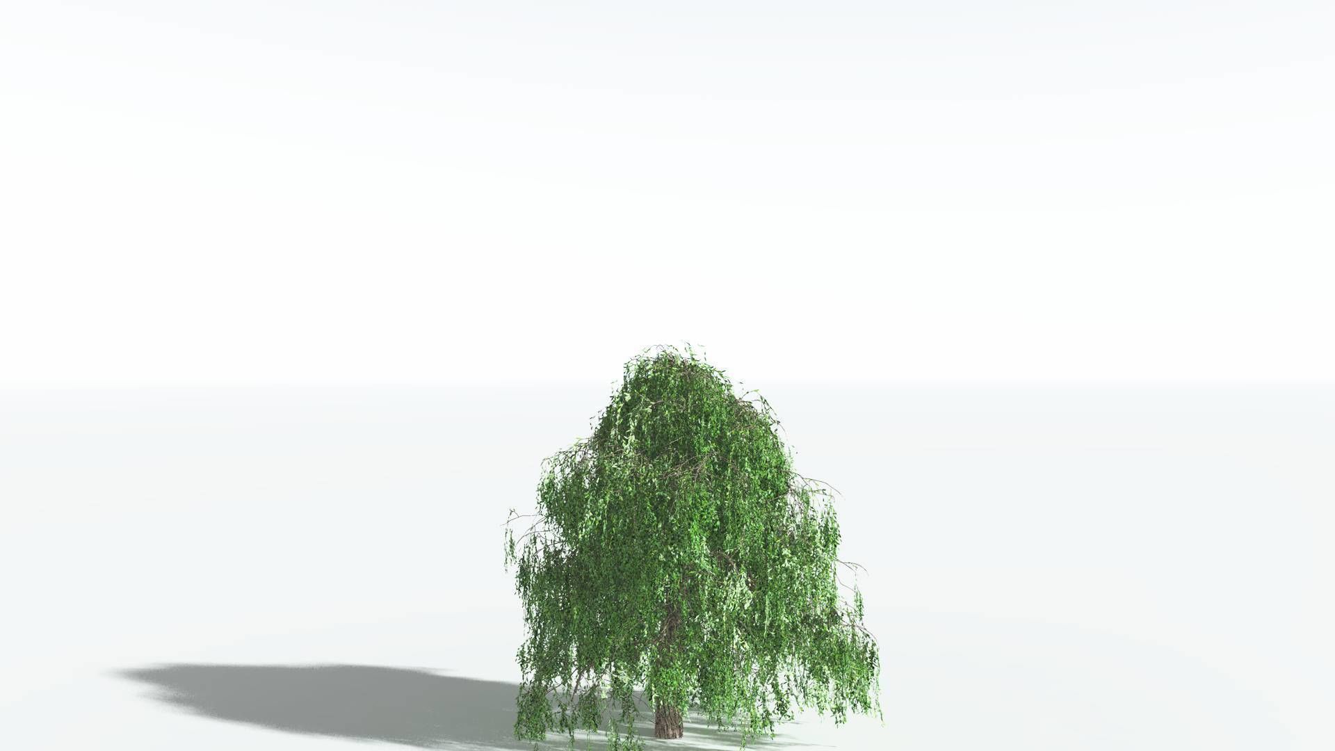 EVERYPlant Weeping Willow 4 --15 Models-- 3D model_23