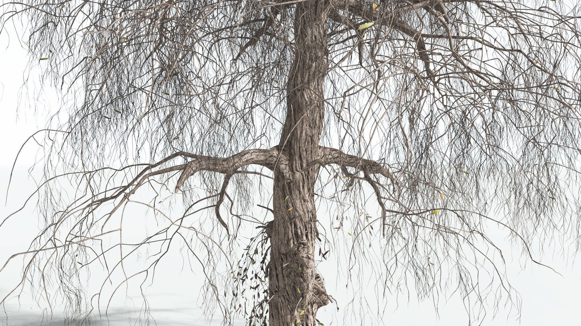 EVERYPlant Weeping Willow 4 --15 Models-- 3D model_10