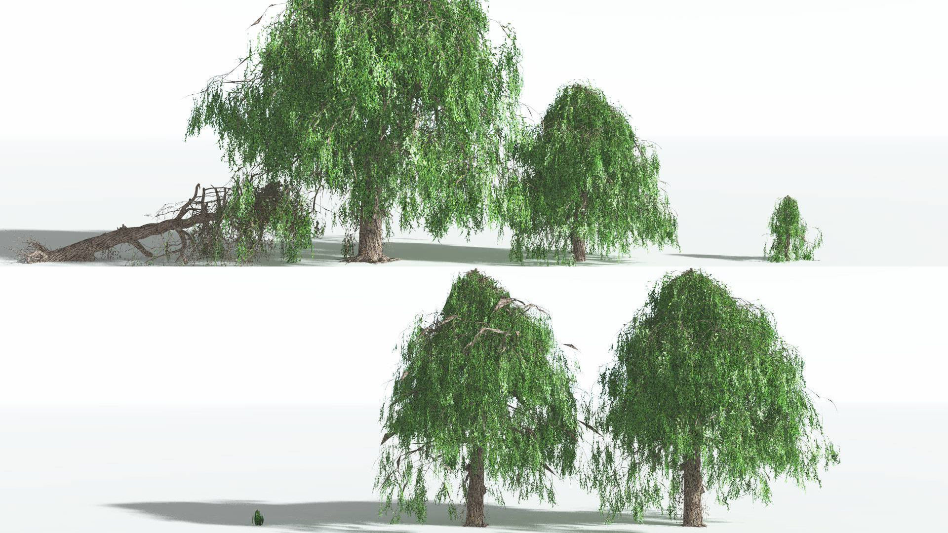 EVERYPlant Weeping Willow 4 --15 Models-- 3D model_2