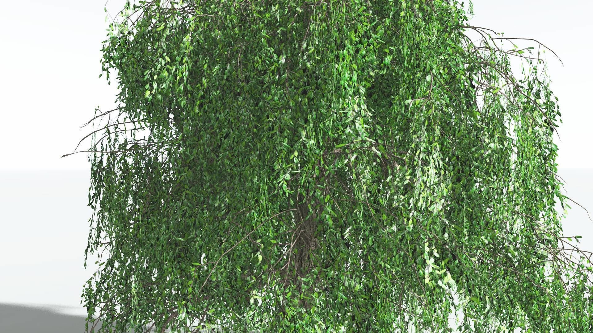EVERYPlant Weeping Willow 4 --15 Models-- 3D model_24