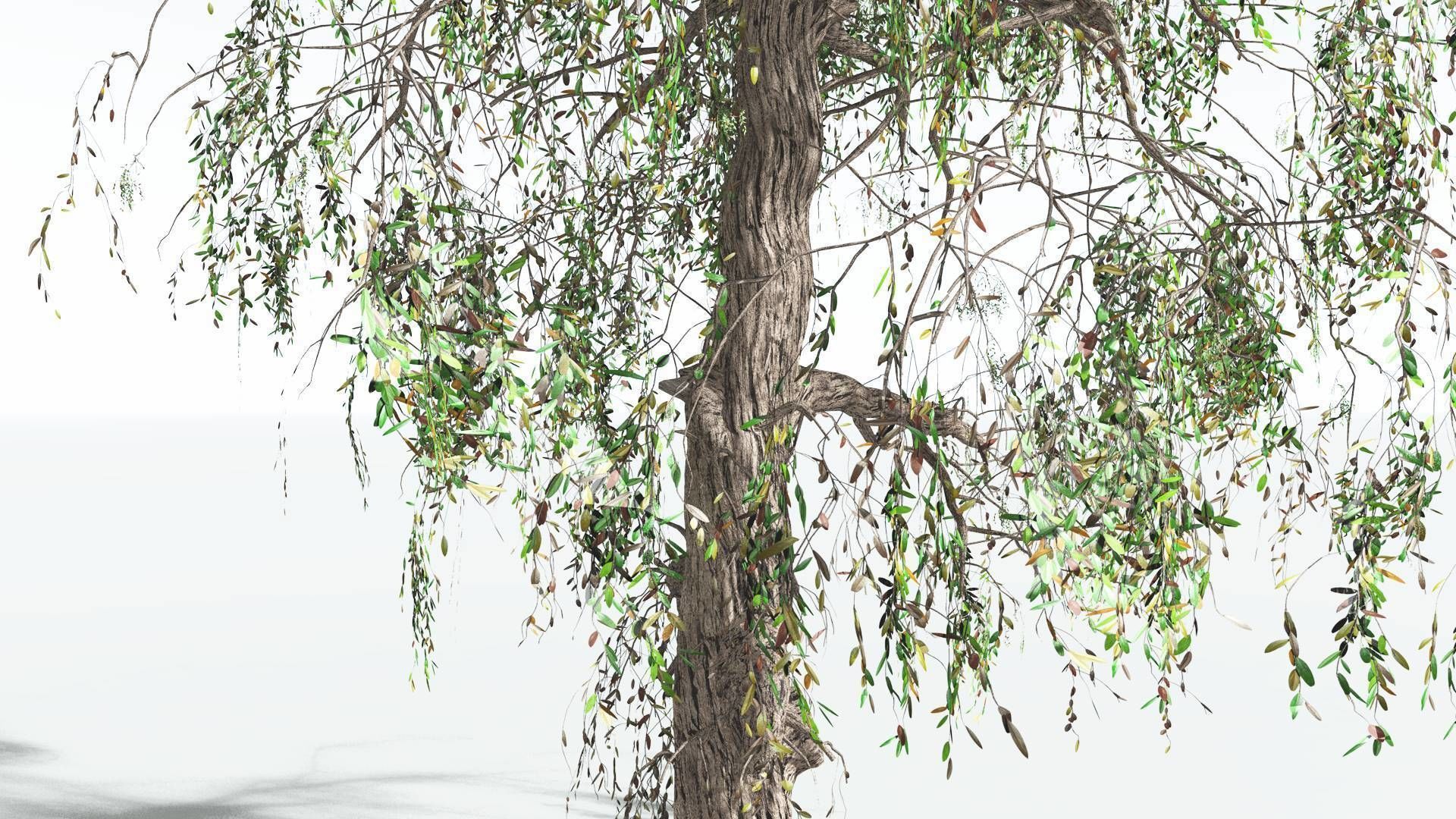 EVERYPlant Weeping Willow 4 --15 Models-- 3D model_16