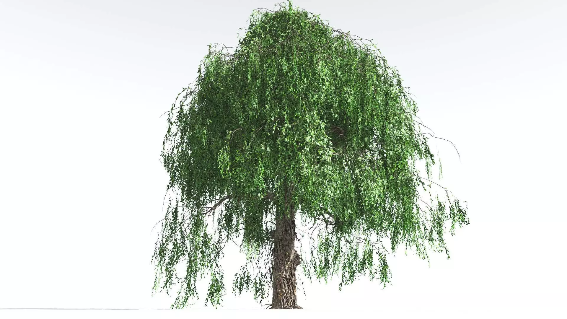 EVERYPlant Weeping Willow 4 --15 Models-- 3D model_0