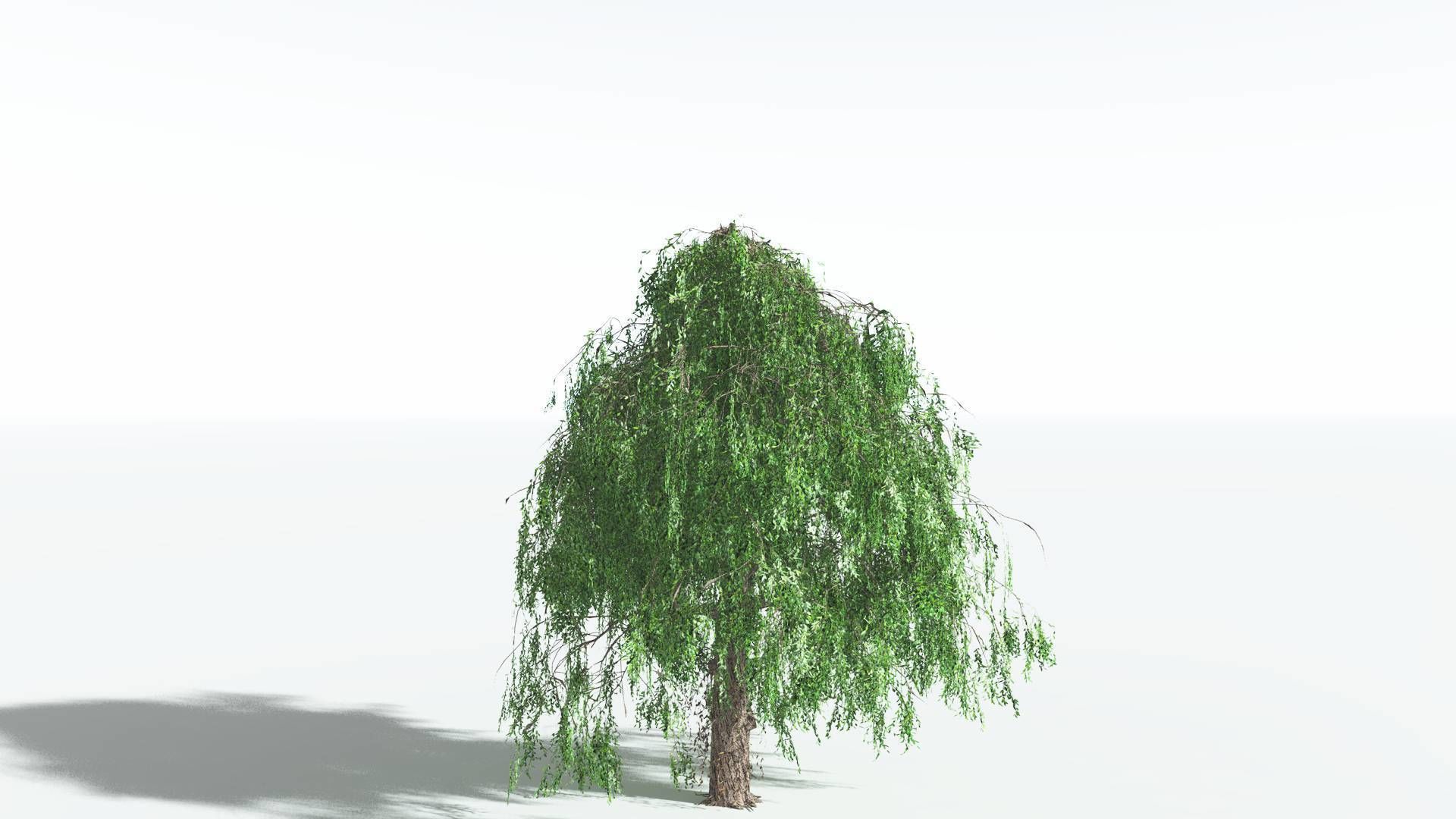EVERYPlant Weeping Willow 4 --15 Models-- 3D model_29