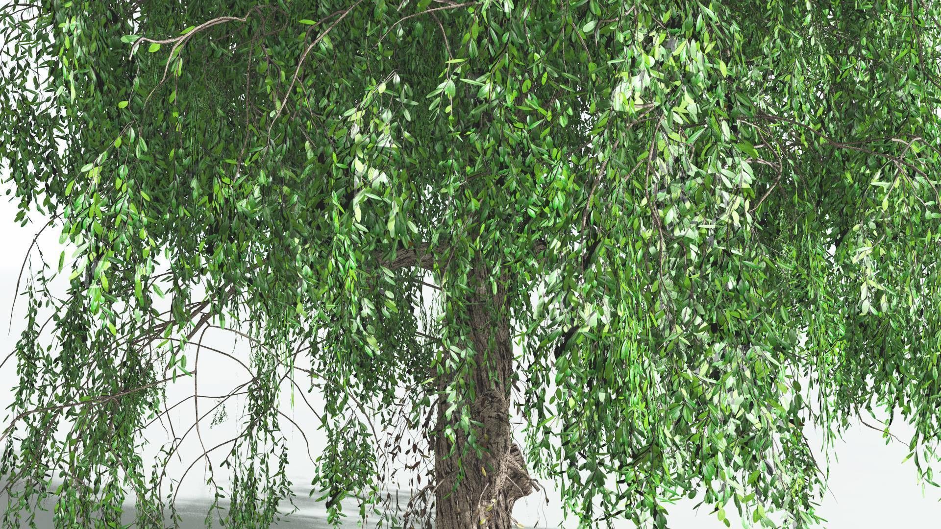 EVERYPlant Weeping Willow 4 --15 Models-- 3D model_12