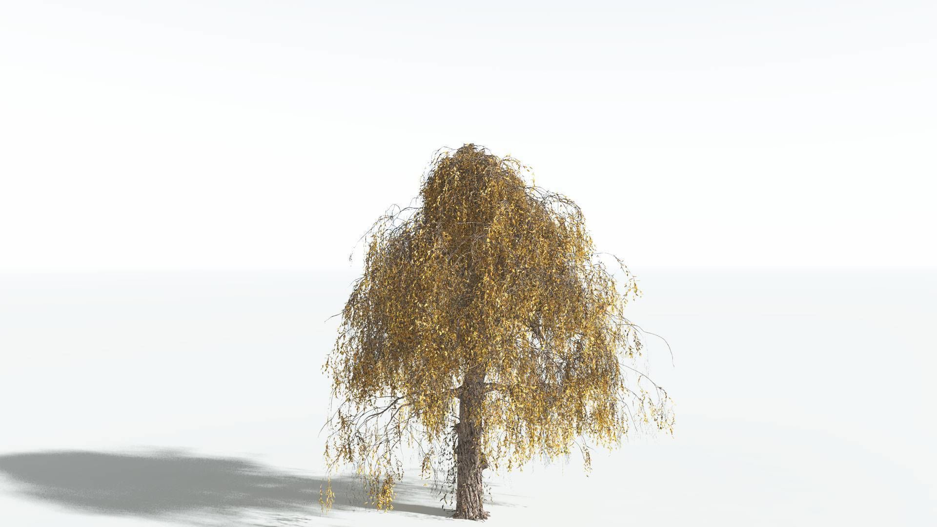 EVERYPlant Weeping Willow 4 --15 Models-- 3D model_7