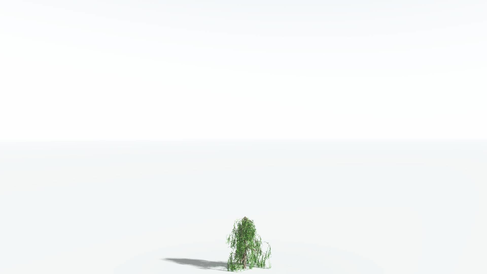 EVERYPlant Weeping Willow 4 --15 Models-- 3D model_25
