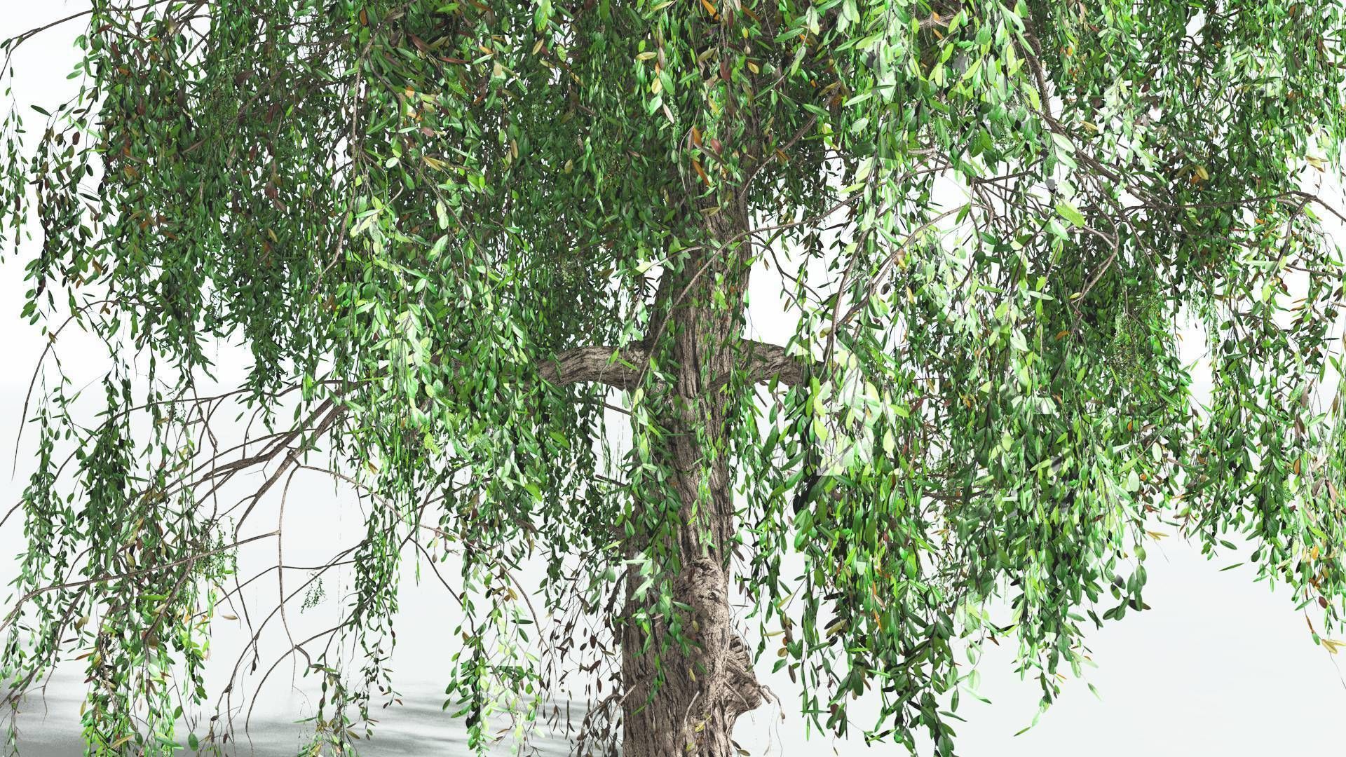 EVERYPlant Weeping Willow 4 --15 Models-- 3D model_14