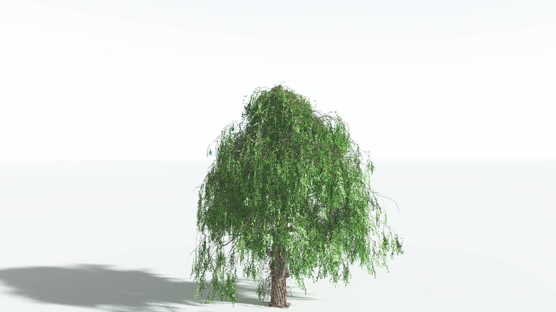 EVERYPlant Weeping Willow 4 --15 Models-- 3D model_3