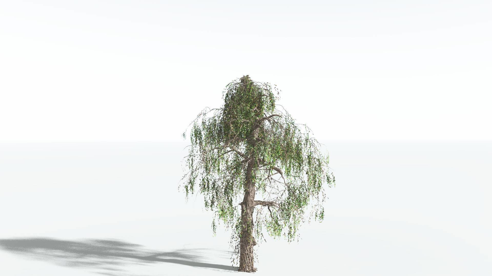 EVERYPlant Weeping Willow 4 --15 Models-- 3D model_15