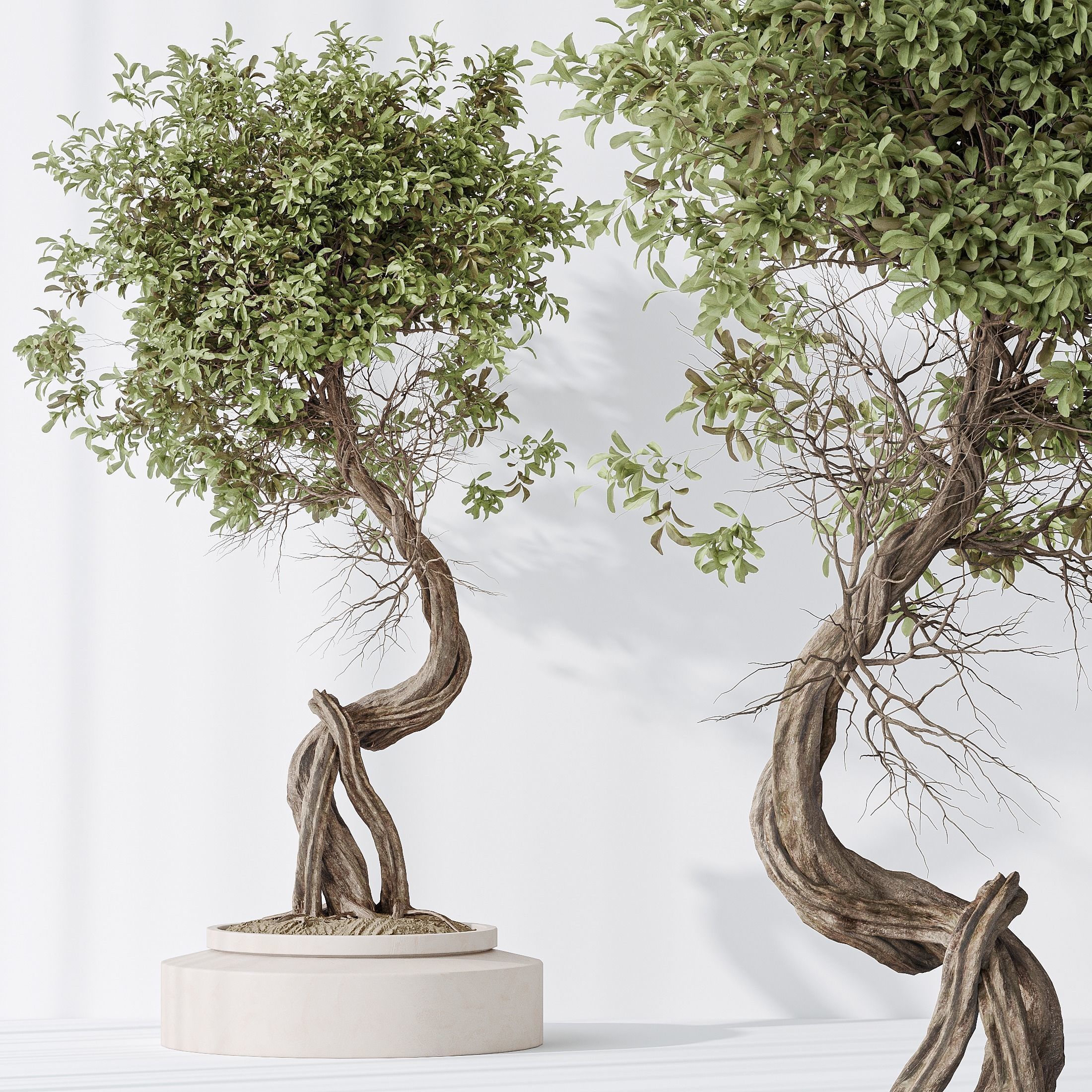 6 Different SETS of Plant Indoor SET VOL138 3D Model Collection_23