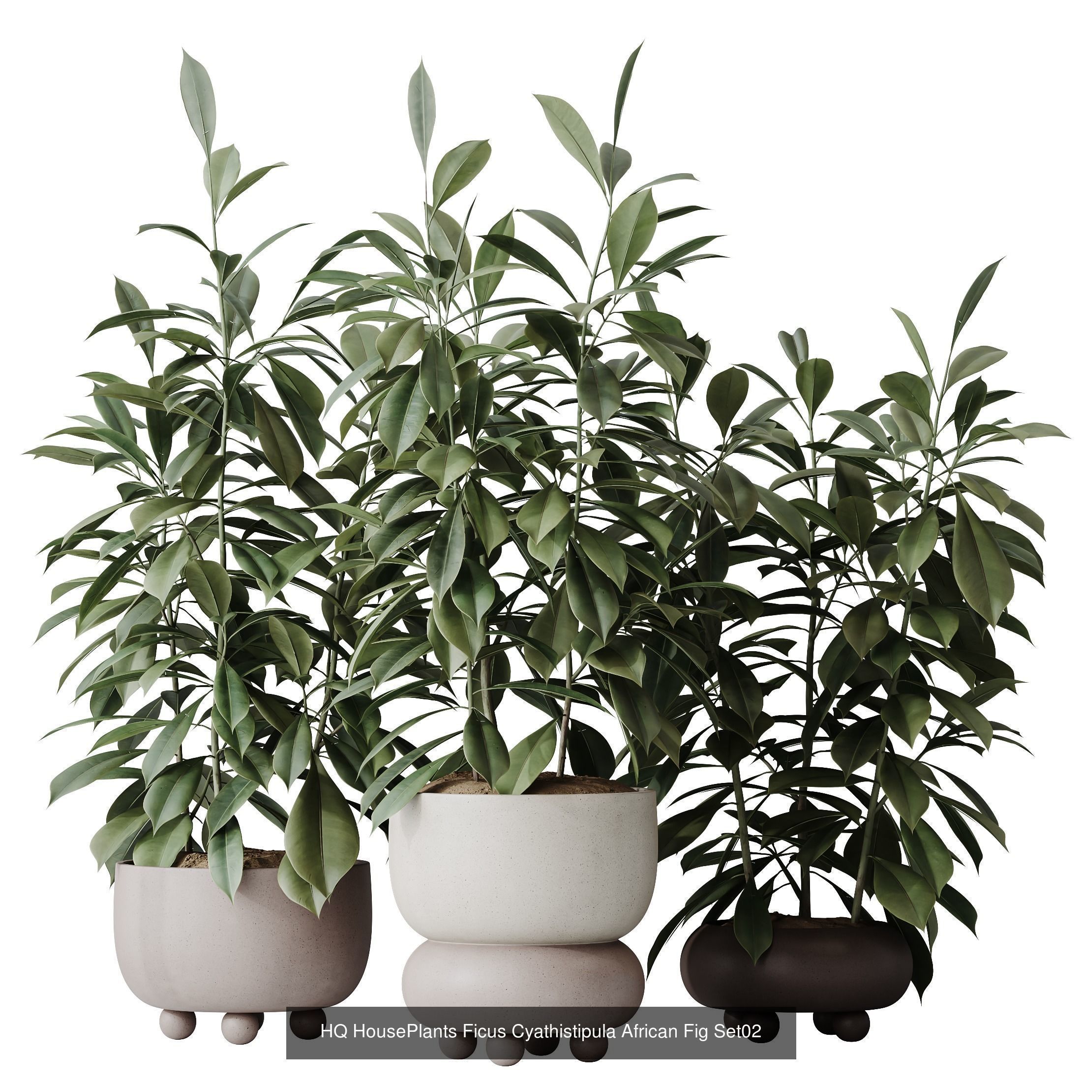 6 Different SETS of Plant Indoor SET VOL138 3D Model Collection_6