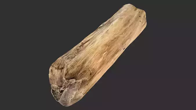 3D Scan Realistic tree timber