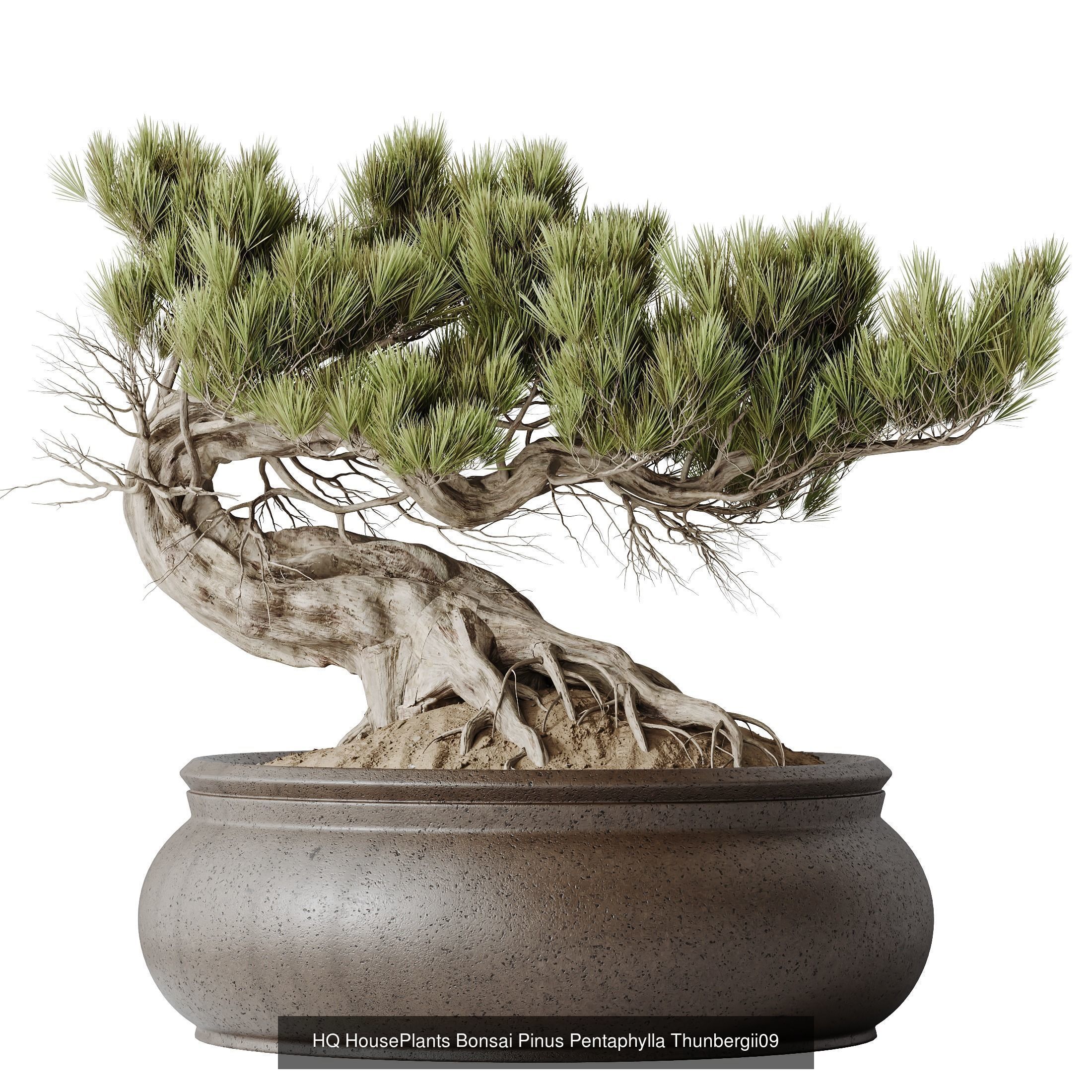 6 Different SETS of Plant Indoor SET VOL140 3D Model Collection_4