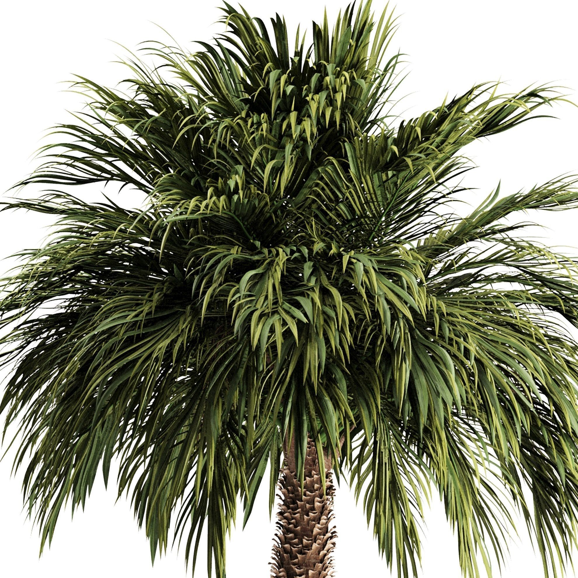 Palm tree3 Low-poly 3D model_3
