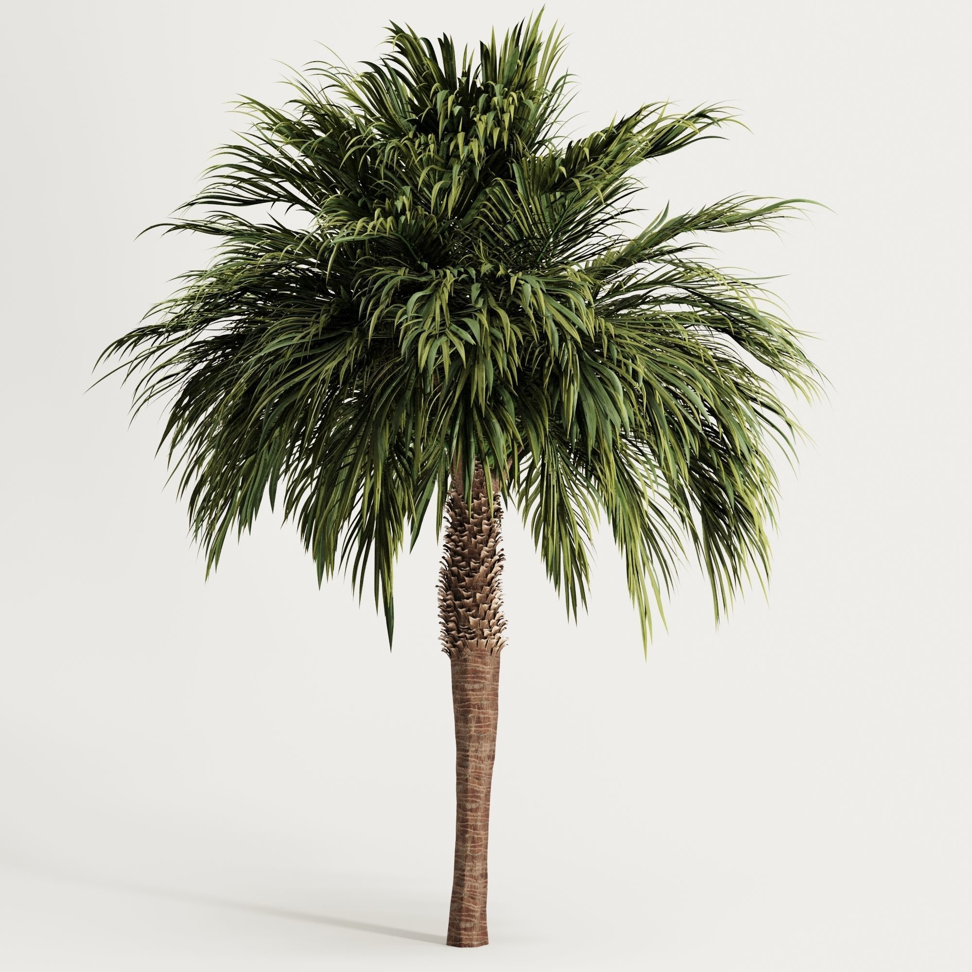 Palm tree3 Low-poly 3D model_1
