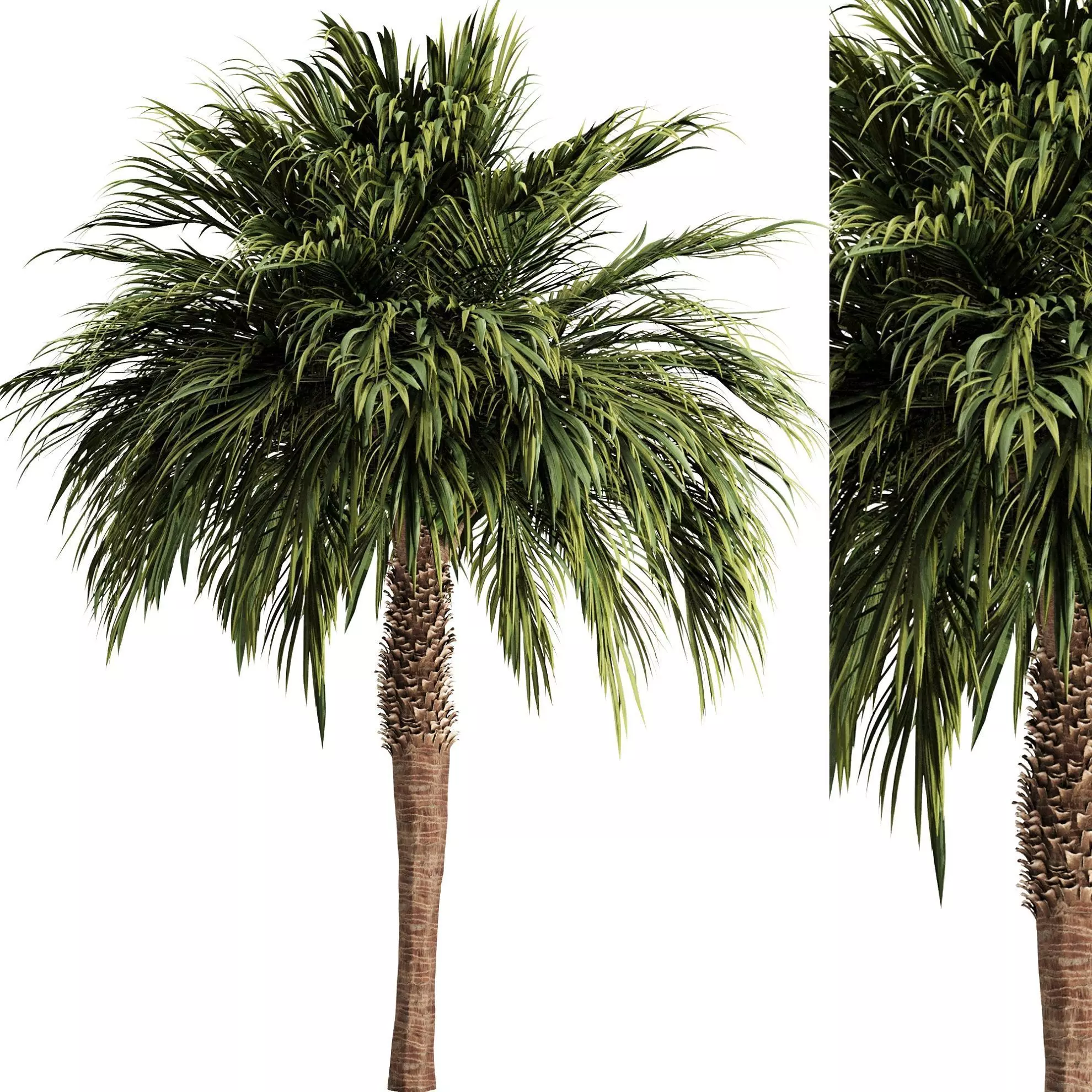 Palm tree3 Low-poly 3D model_0