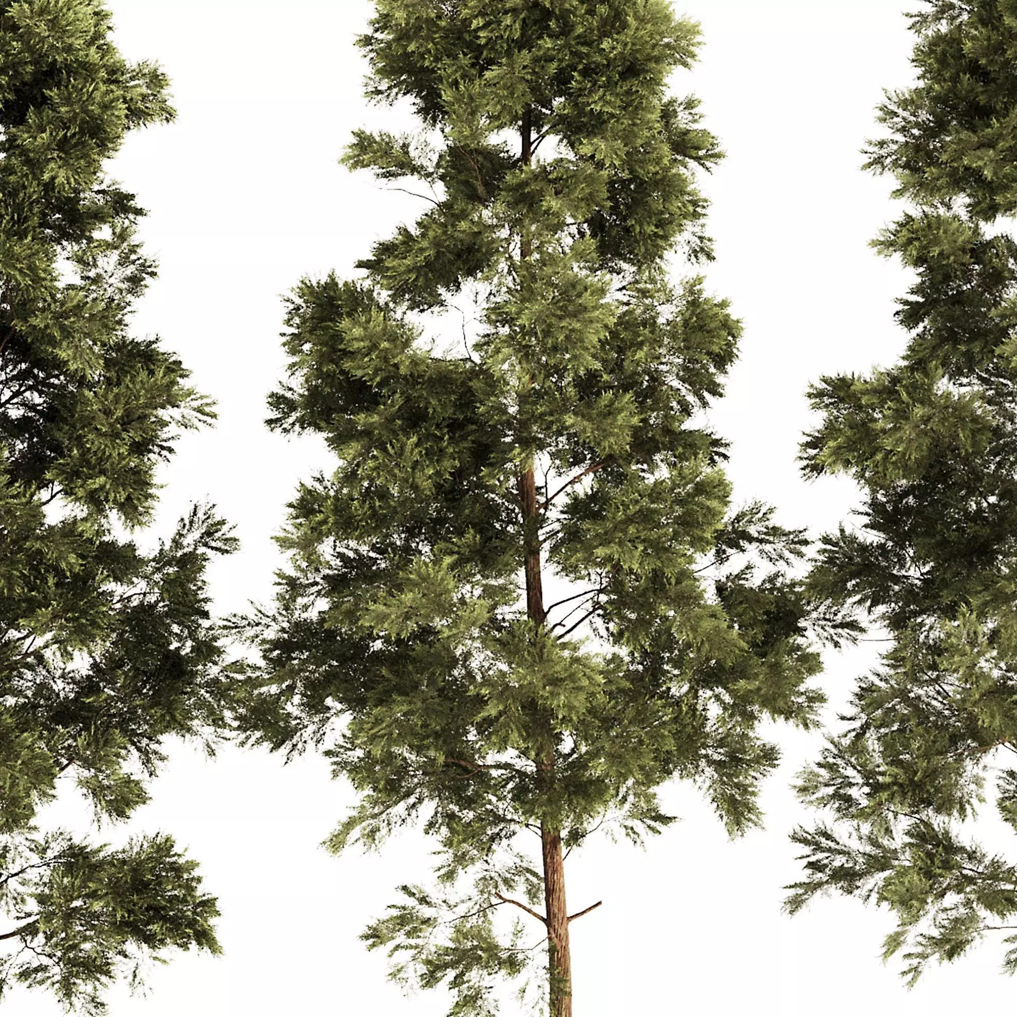 pine tree set 3D model
