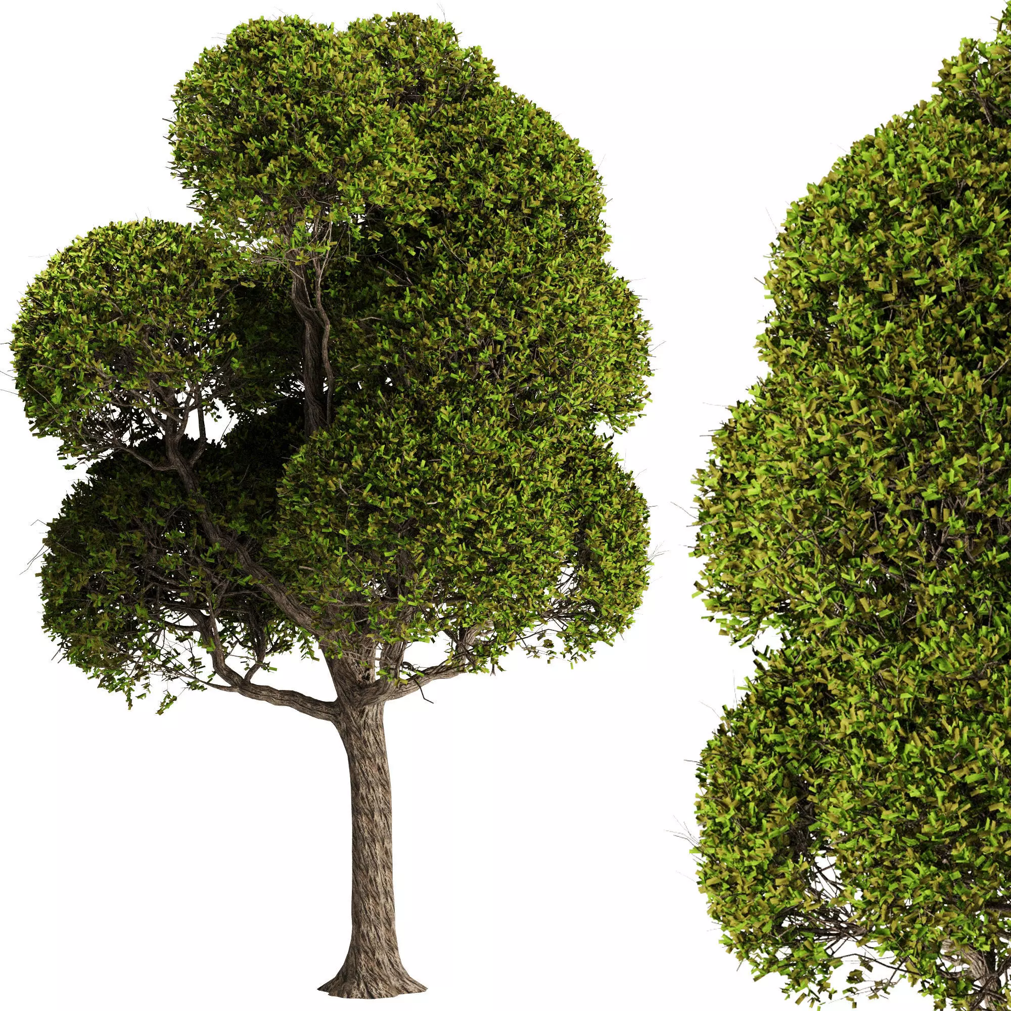 spherical tree 3D model_0