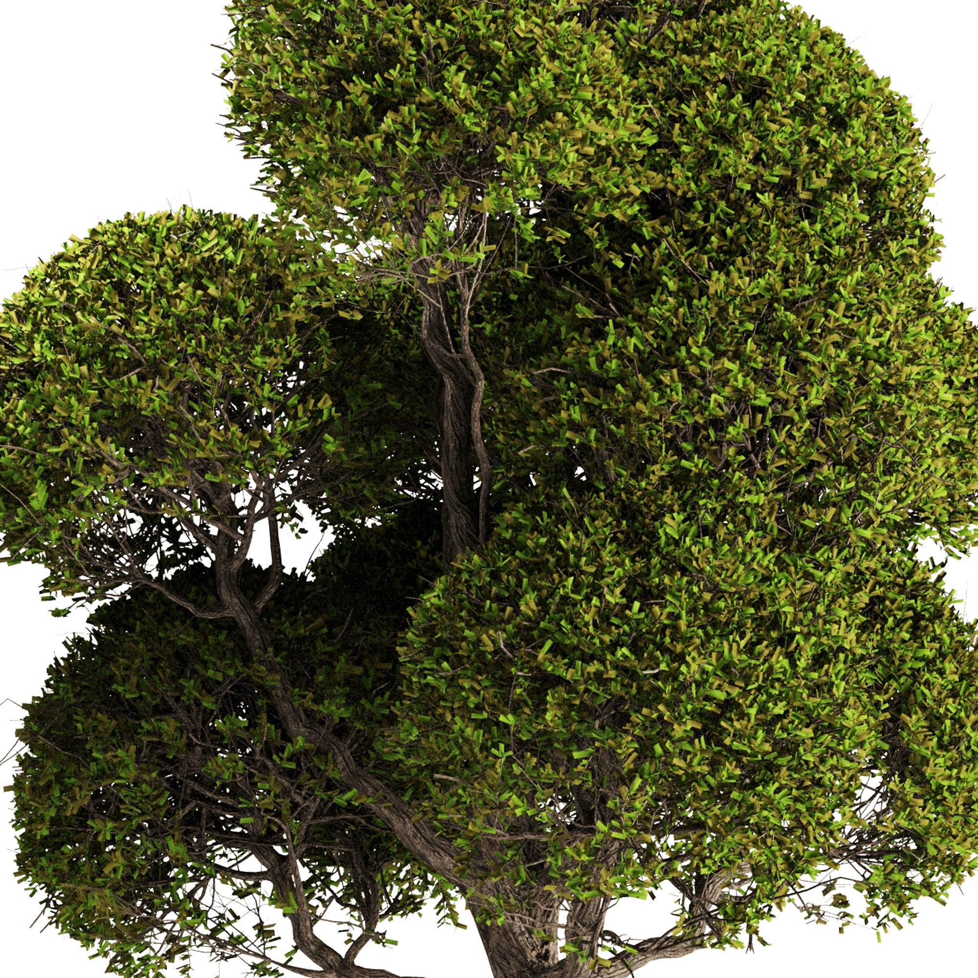 spherical tree 3D model_3