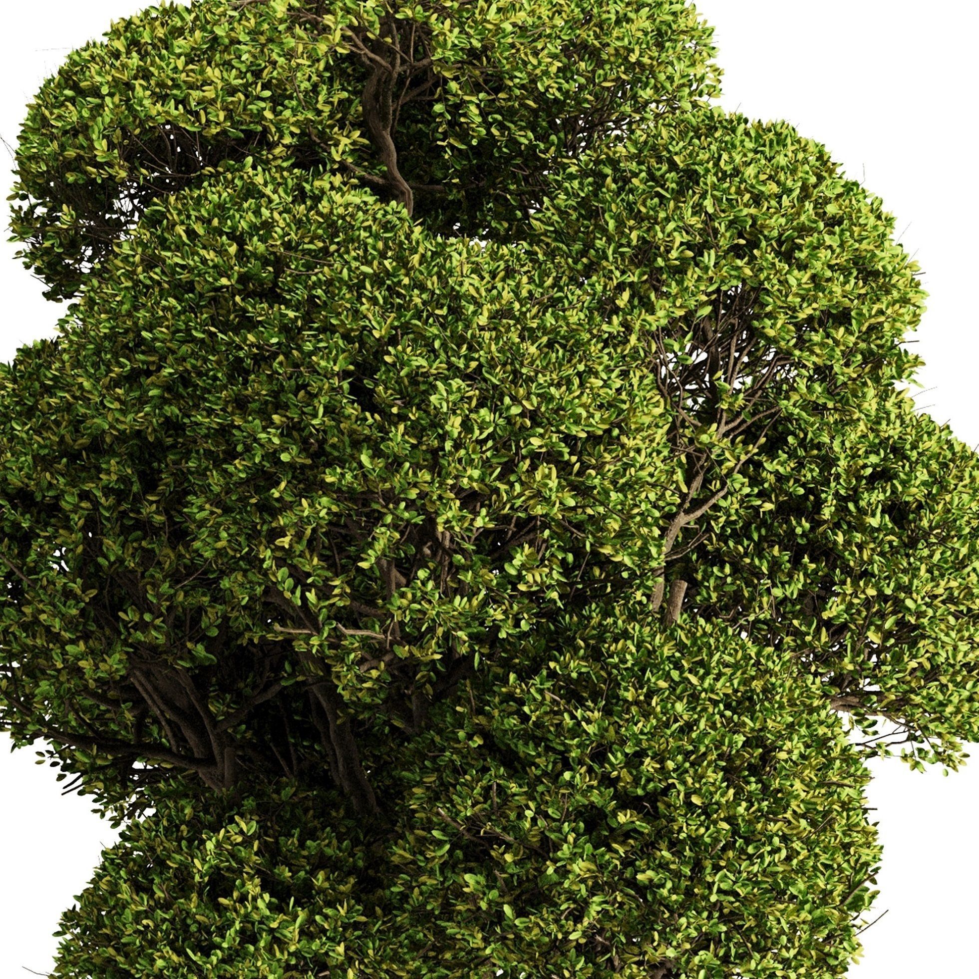 spherical tree2 3D model_3