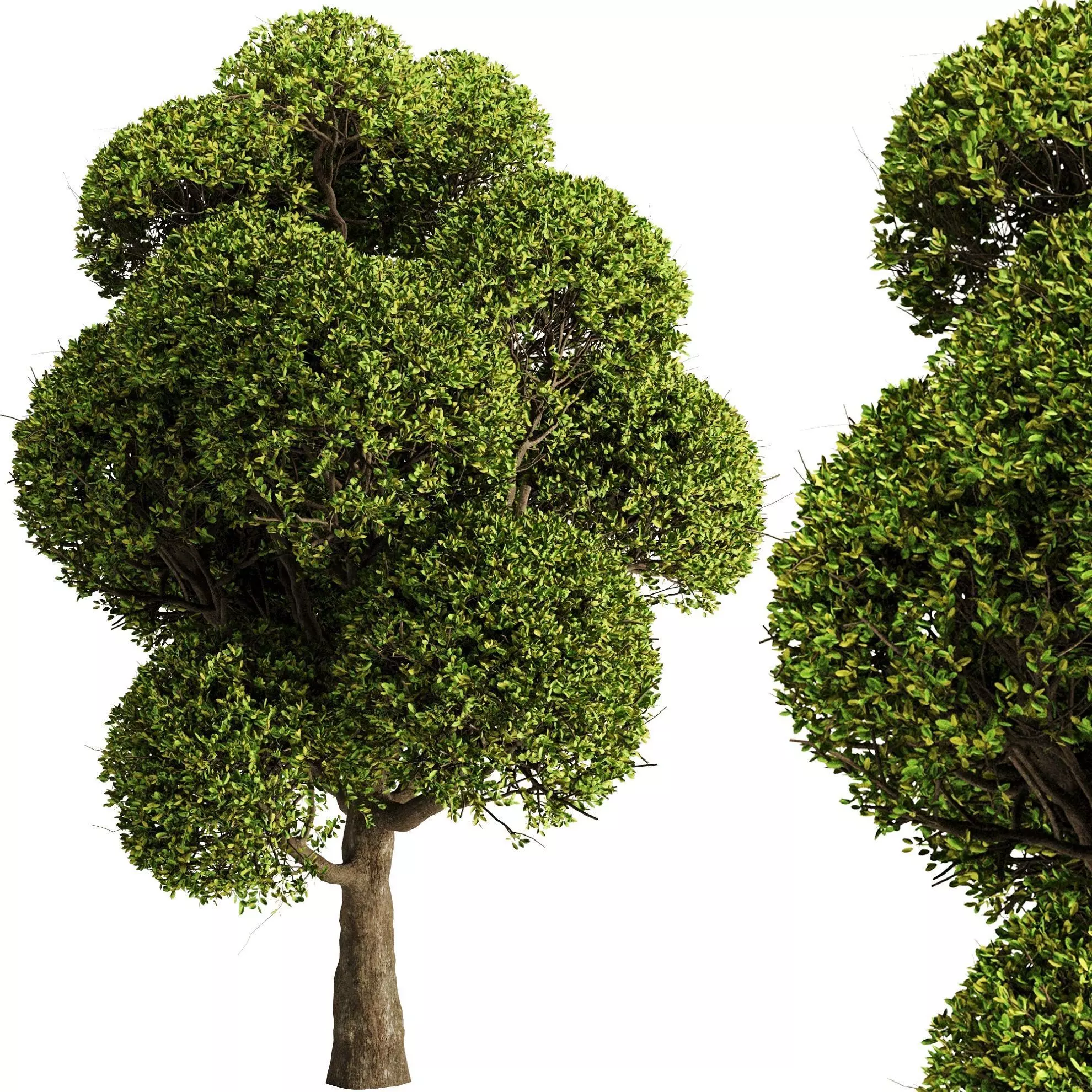 spherical tree2 3D model_0