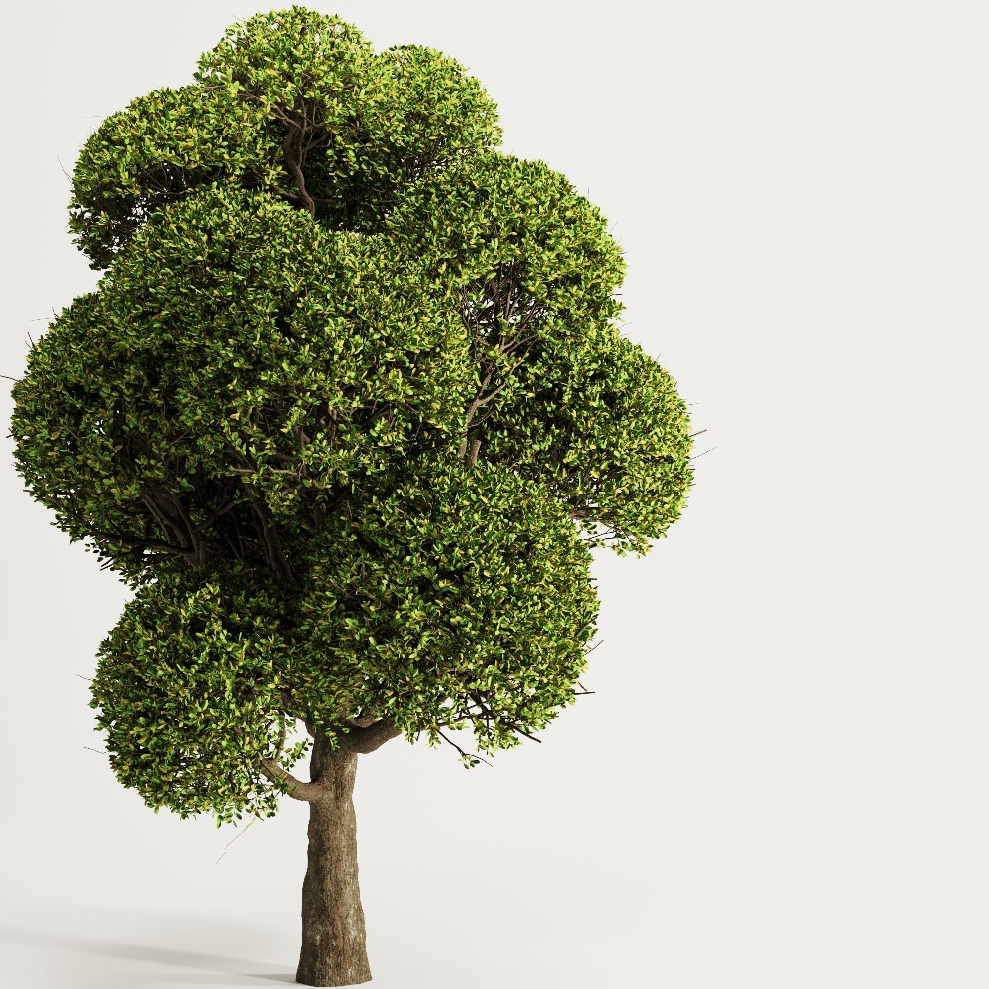spherical tree2 3D model_1