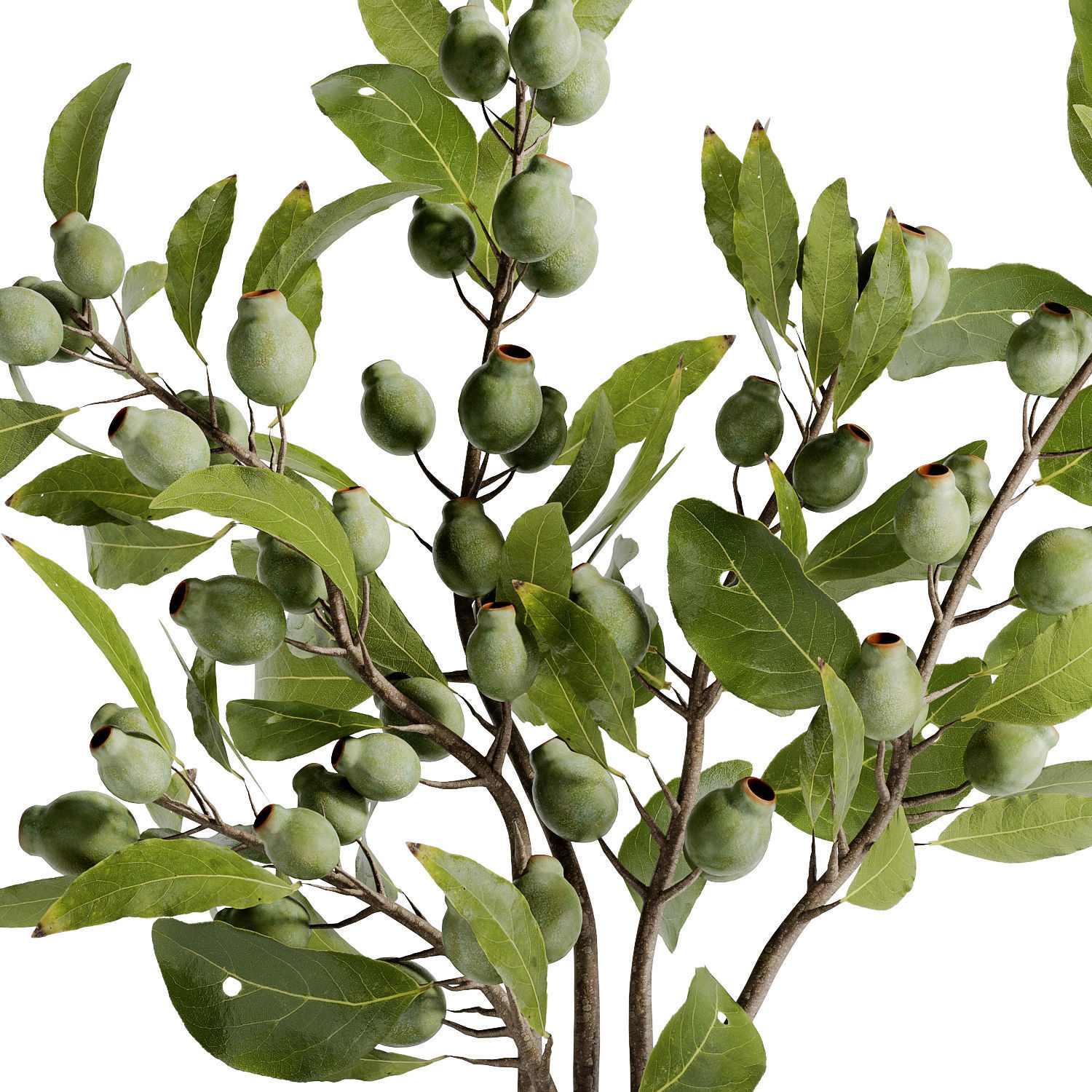 bouquet of bulbous fruit branches inserted into a clay pot Low-poly 3D model_2