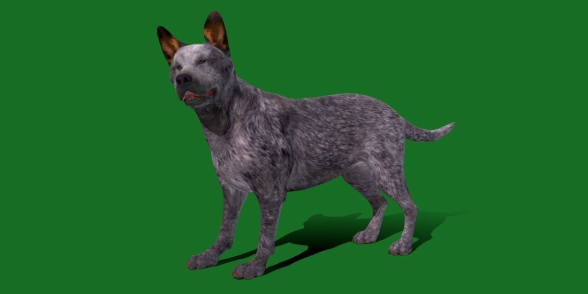 Australian Cattle Dog Breed Low-poly 3D model_13