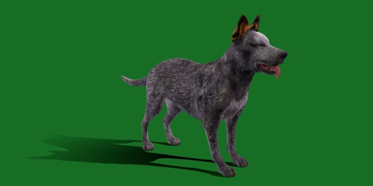 Australian Cattle Dog Breed Low-poly 3D model_6