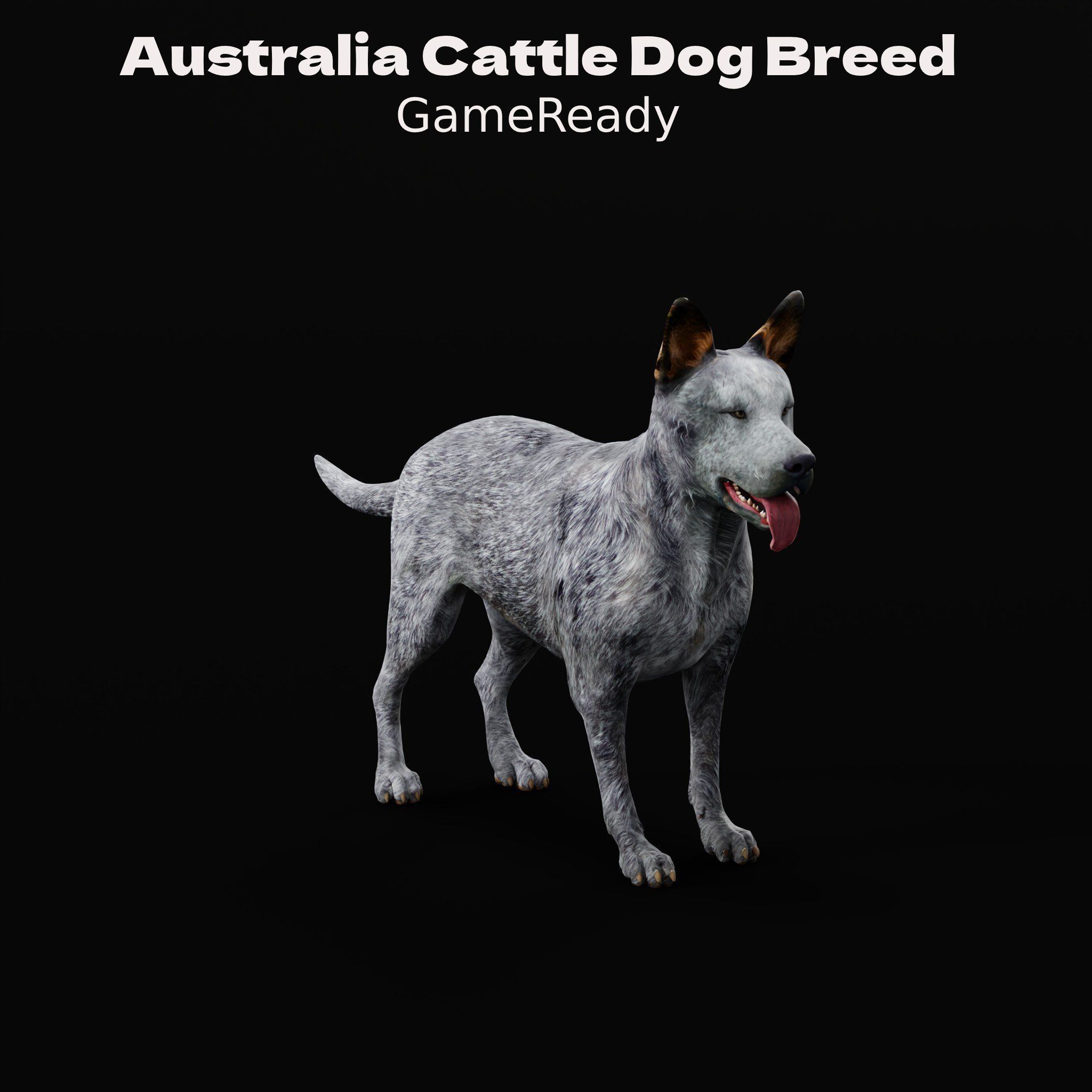 Australian Cattle Dog Breed Low-poly 3D model_2