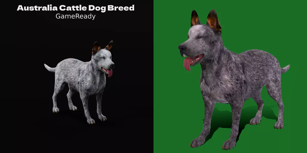 Australian Cattle Dog Breed Low-poly 3D model_0