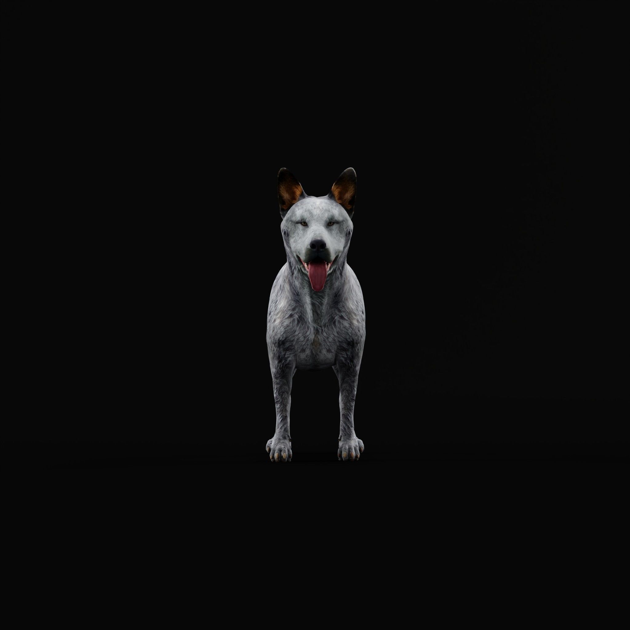 Australian Cattle Dog Breed Low-poly 3D model_3