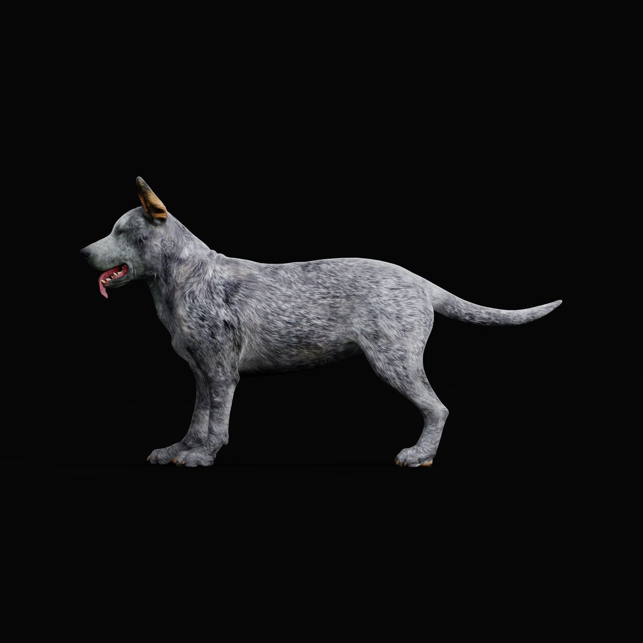 Australian Cattle Dog Breed Low-poly 3D model_4
