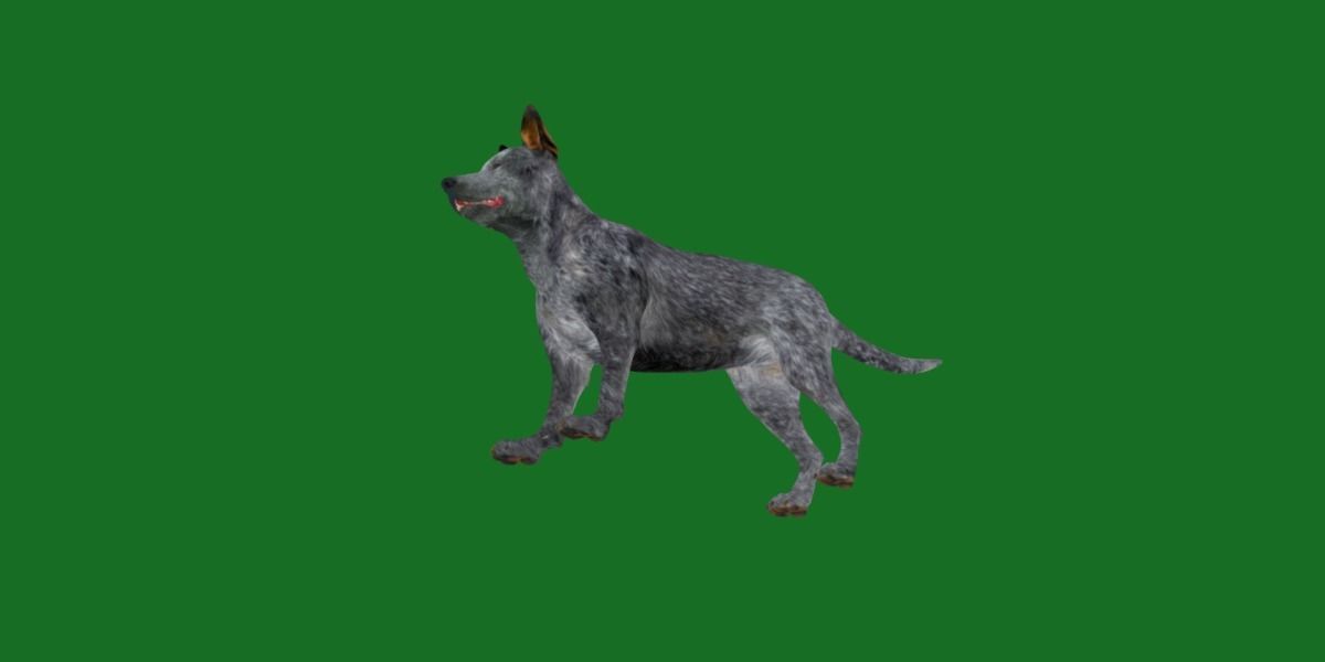 Australian Cattle Dog Breed Low-poly 3D model_18