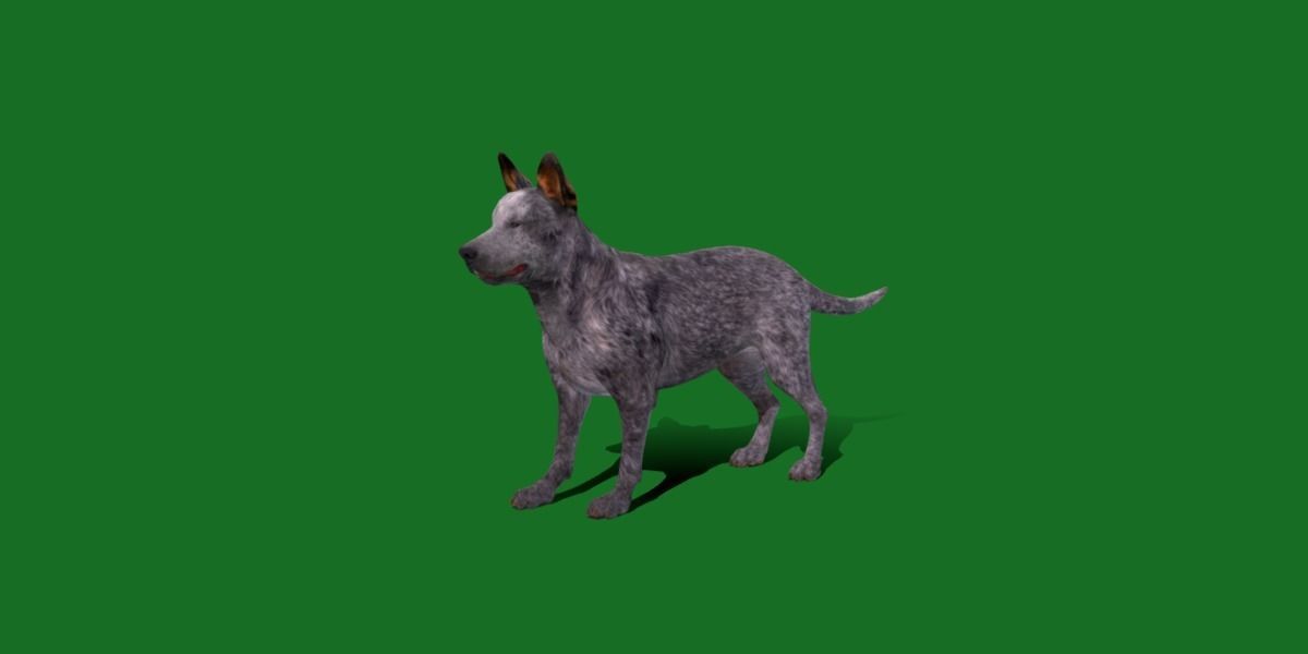Australian Cattle Dog Breed Low-poly 3D model_15
