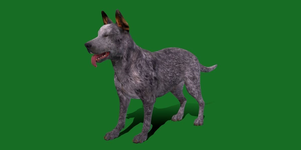 Australian Cattle Dog Breed Low-poly 3D model_23