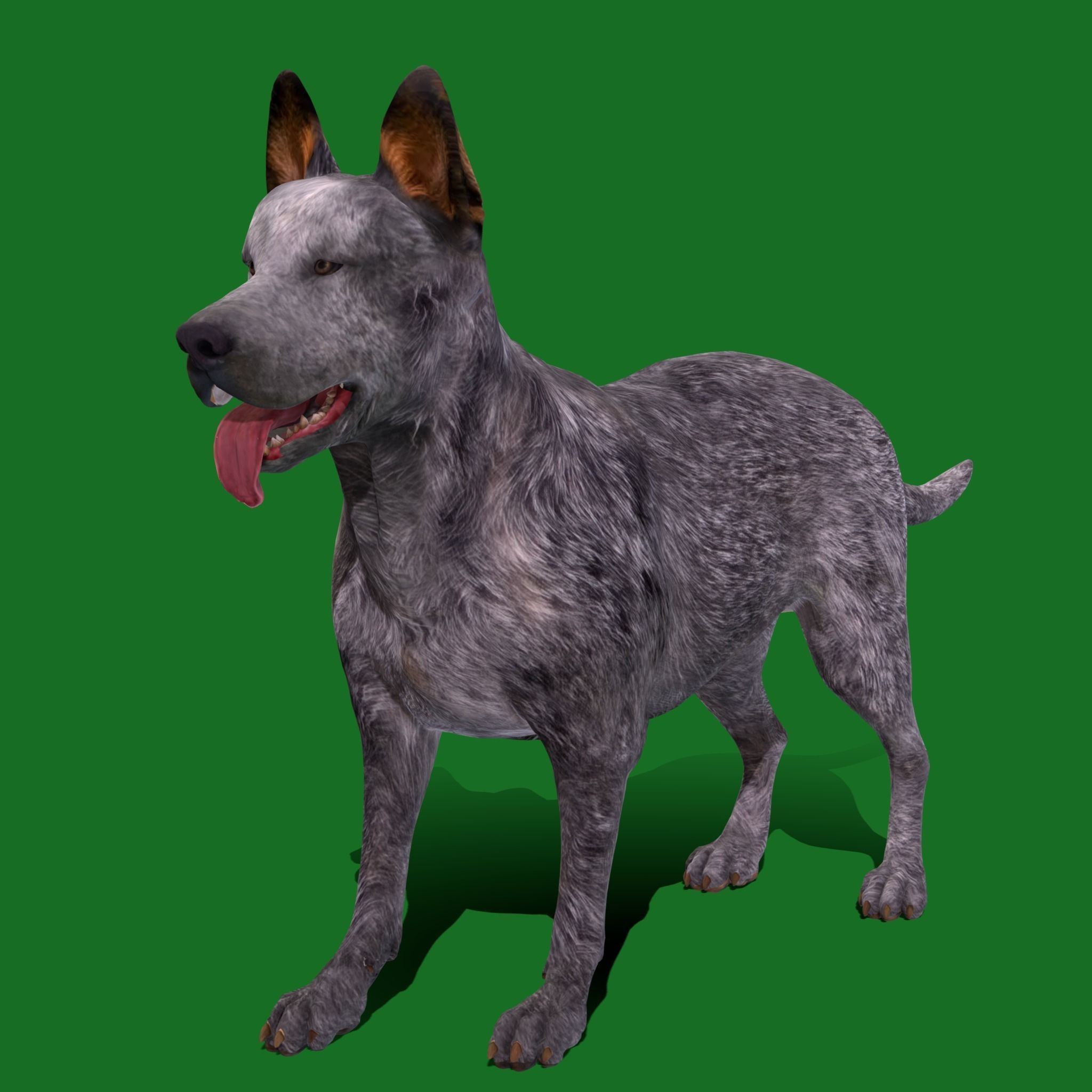 Australian Cattle Dog Breed Low-poly 3D model_14