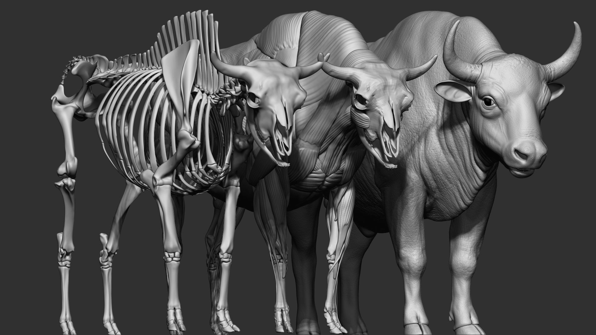3D European bison    3D model_8