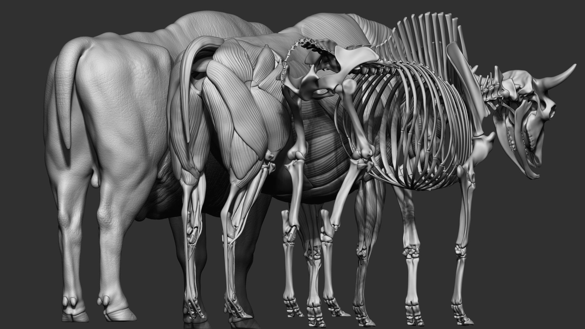 3D European bison    3D model_9